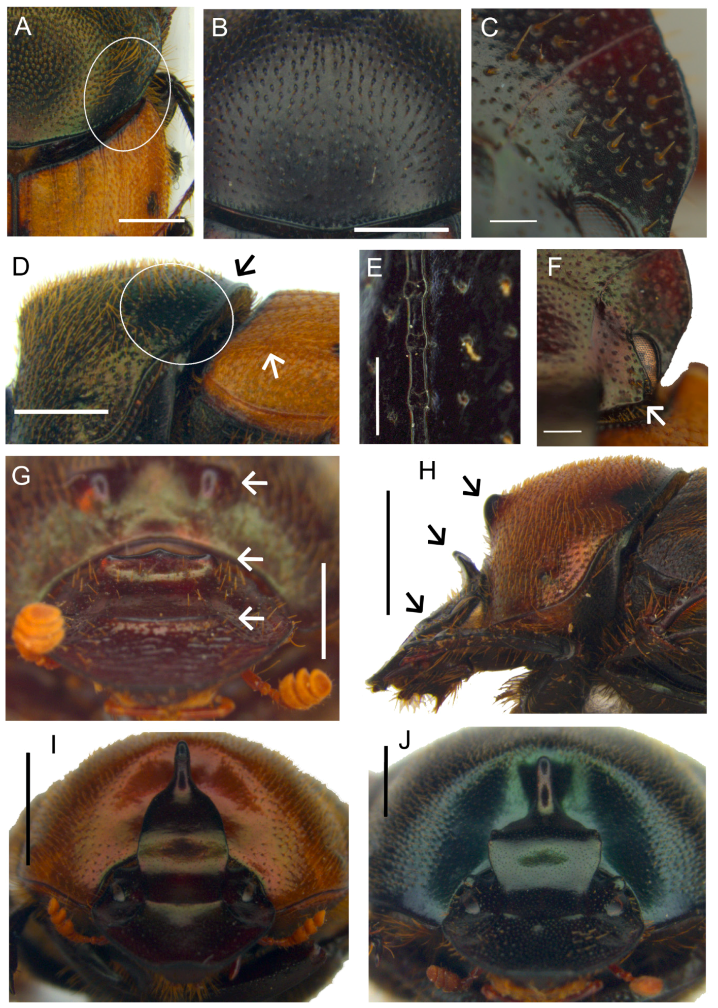 Insects 10 00064 g006a