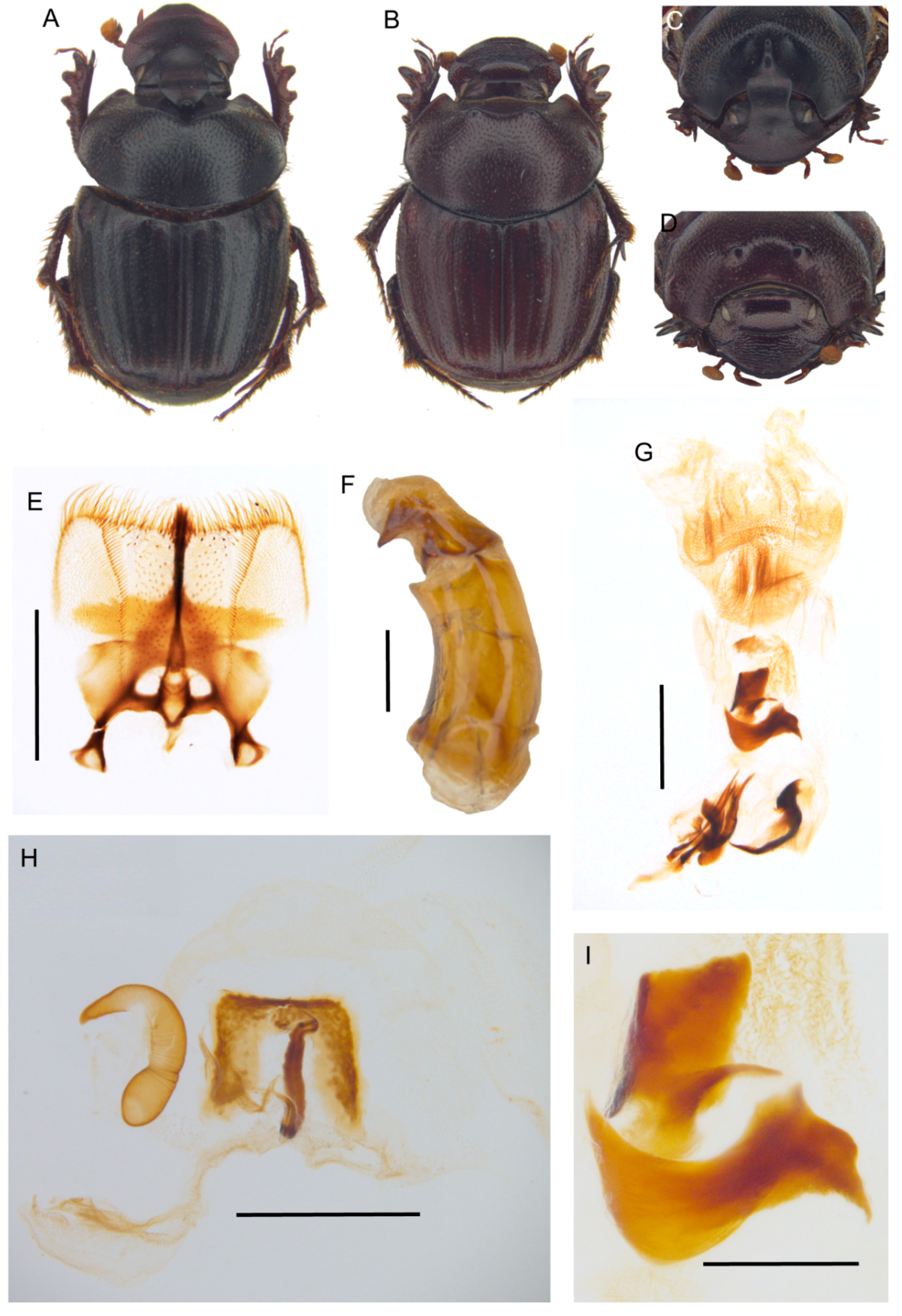Insects 10 00064 g008