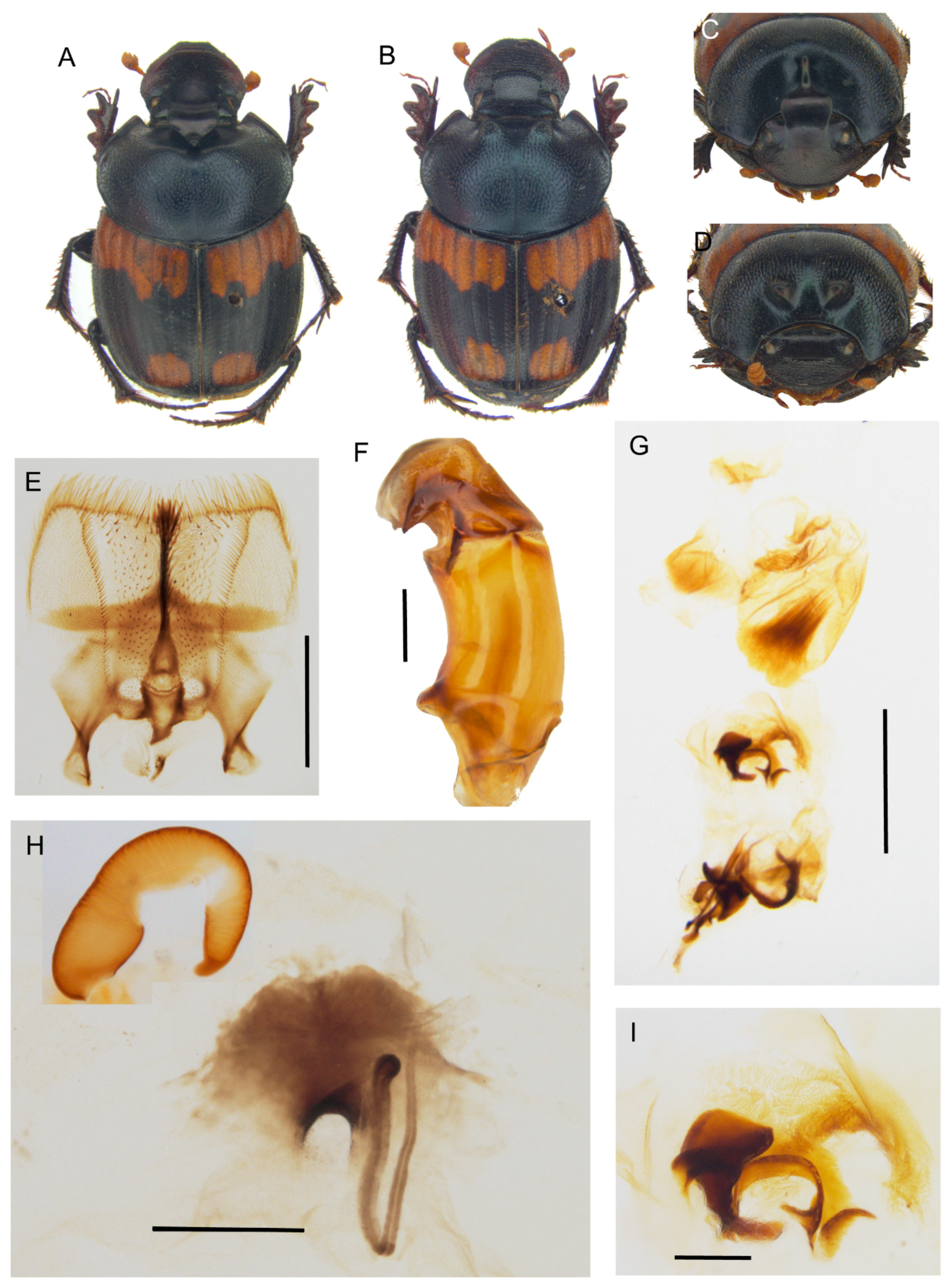 Insects 10 00064 g011