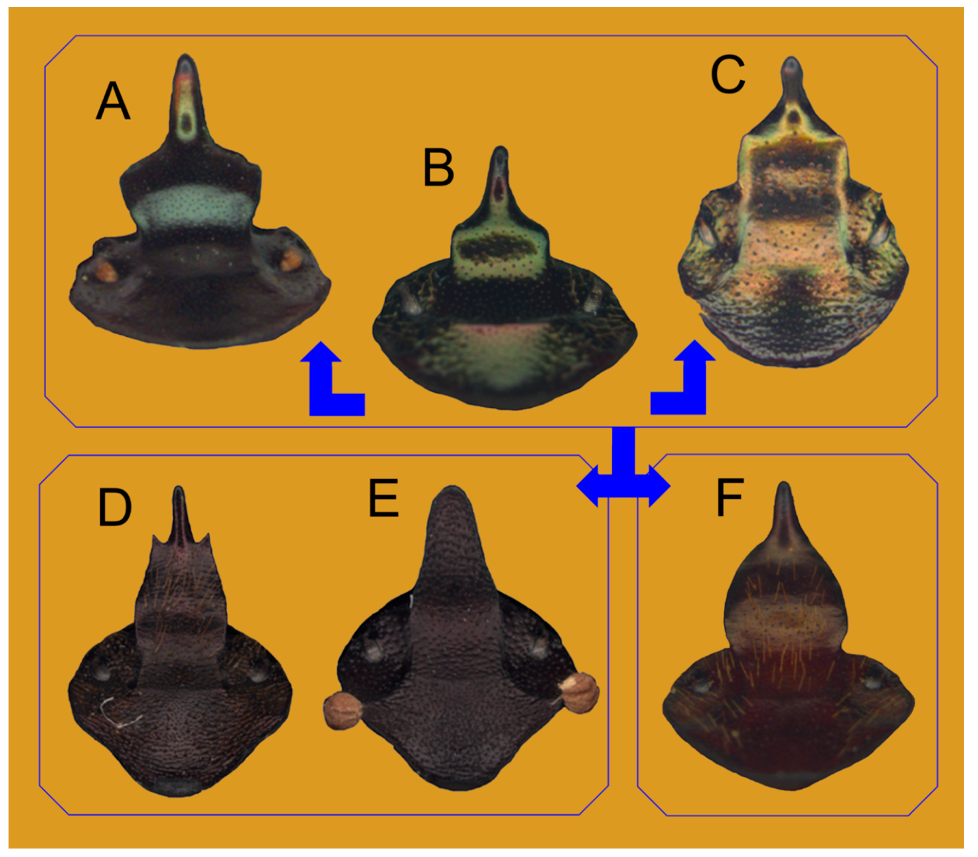 Insects 10 00064 g014