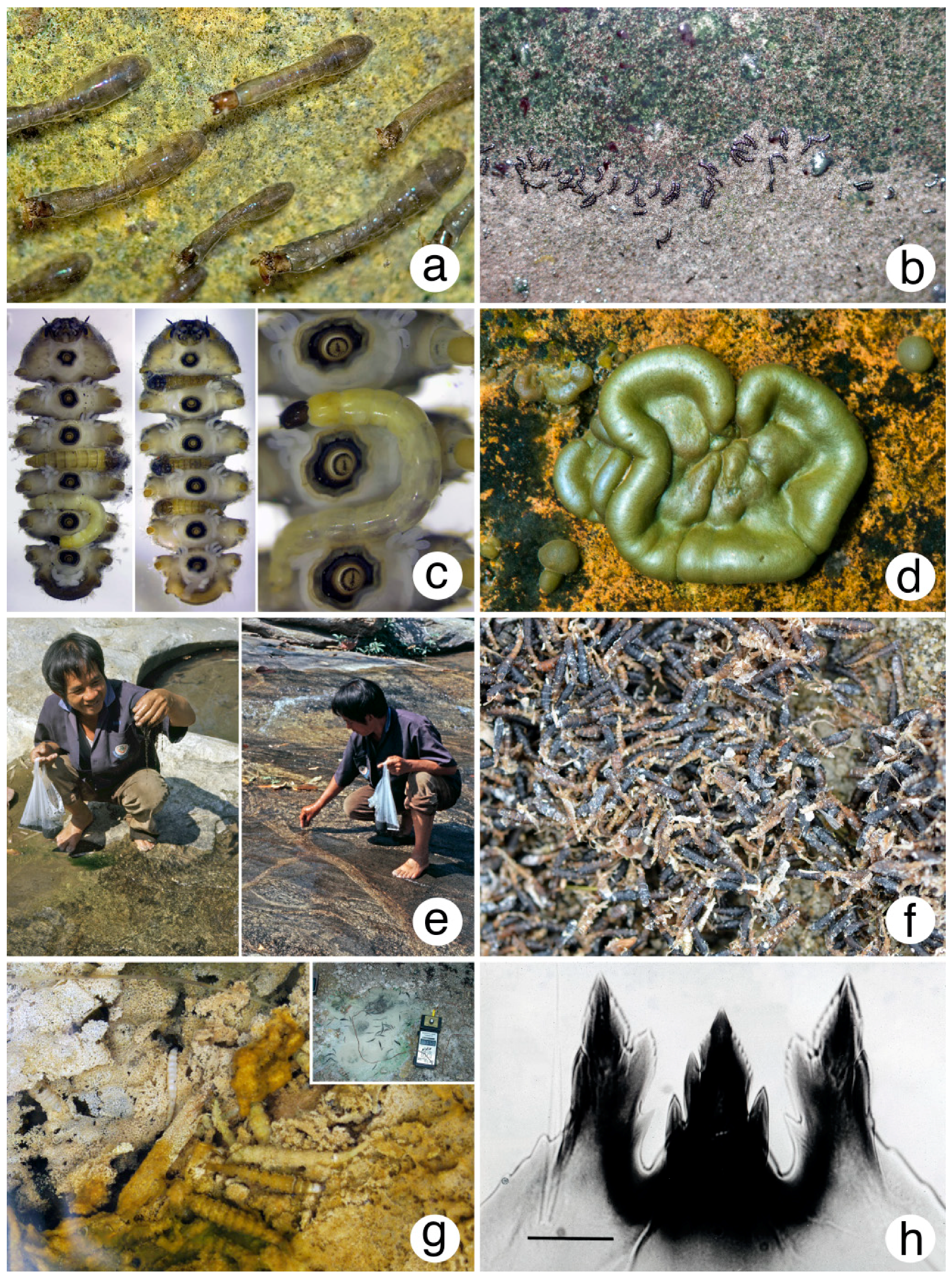 Insects 10 00070 g004 Insects 10 00070 g004