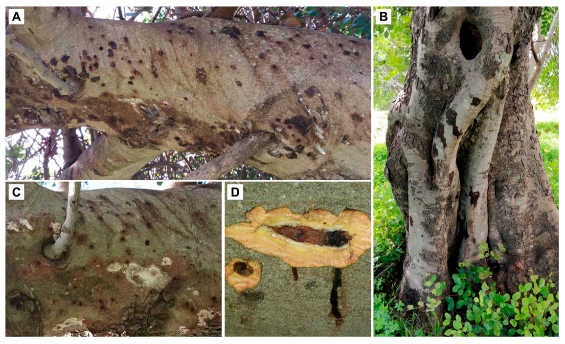 Insects 10 00082 g001 550