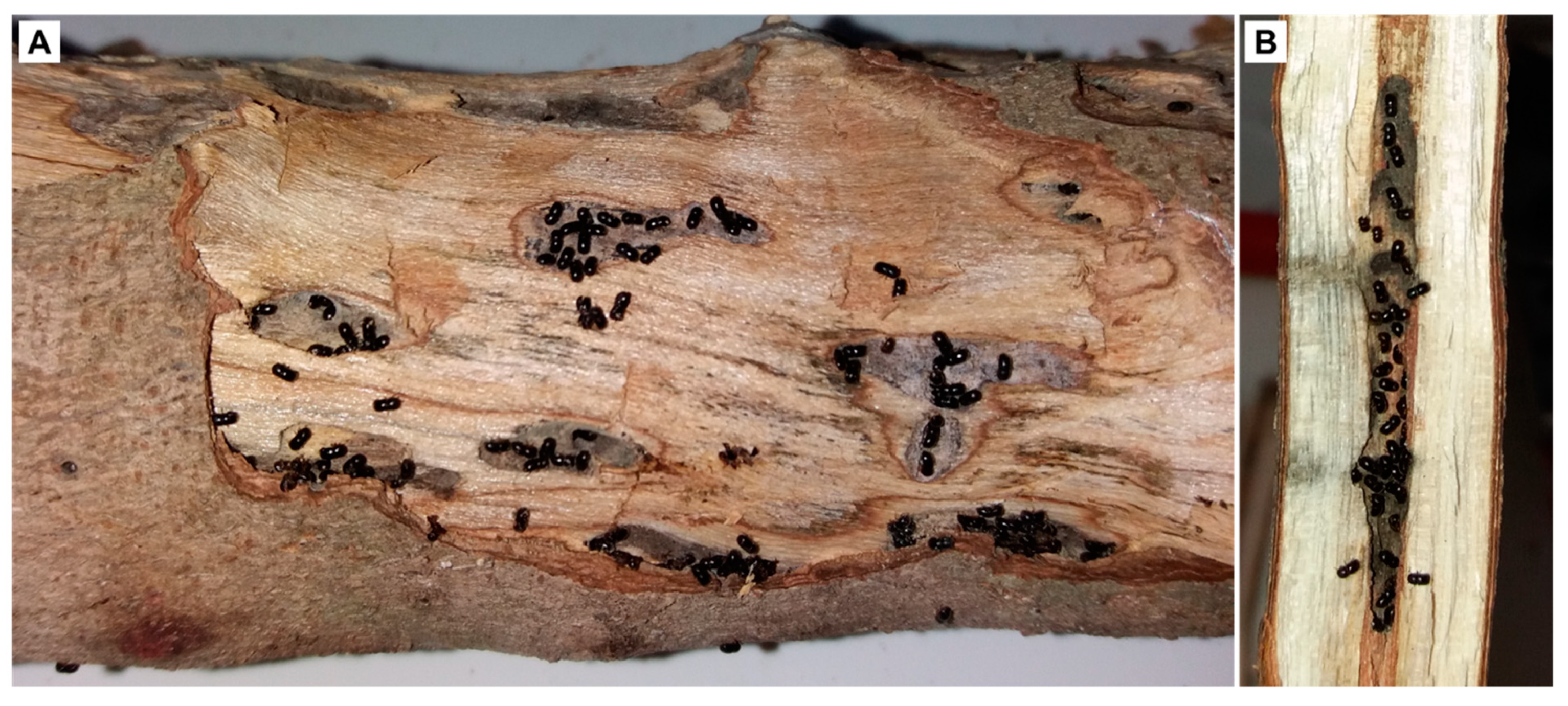 Insects 10 00082 g003 550