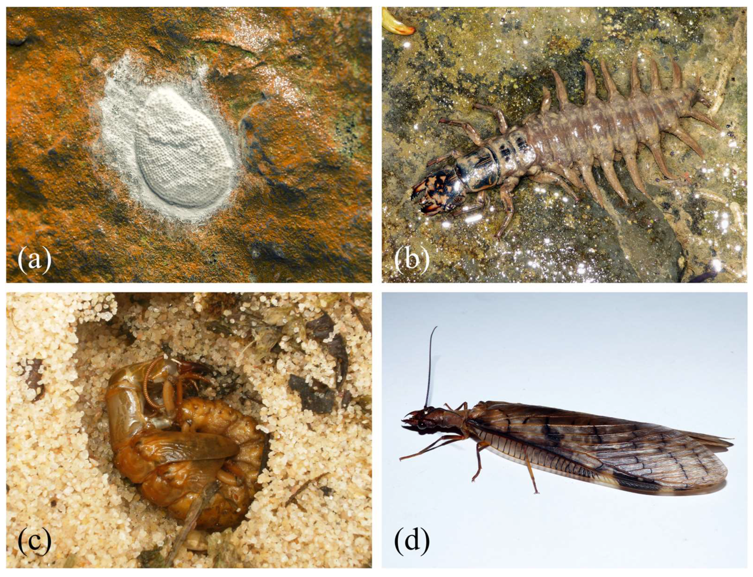 Insects 10 00086 g002 Insects 10 00086 g002