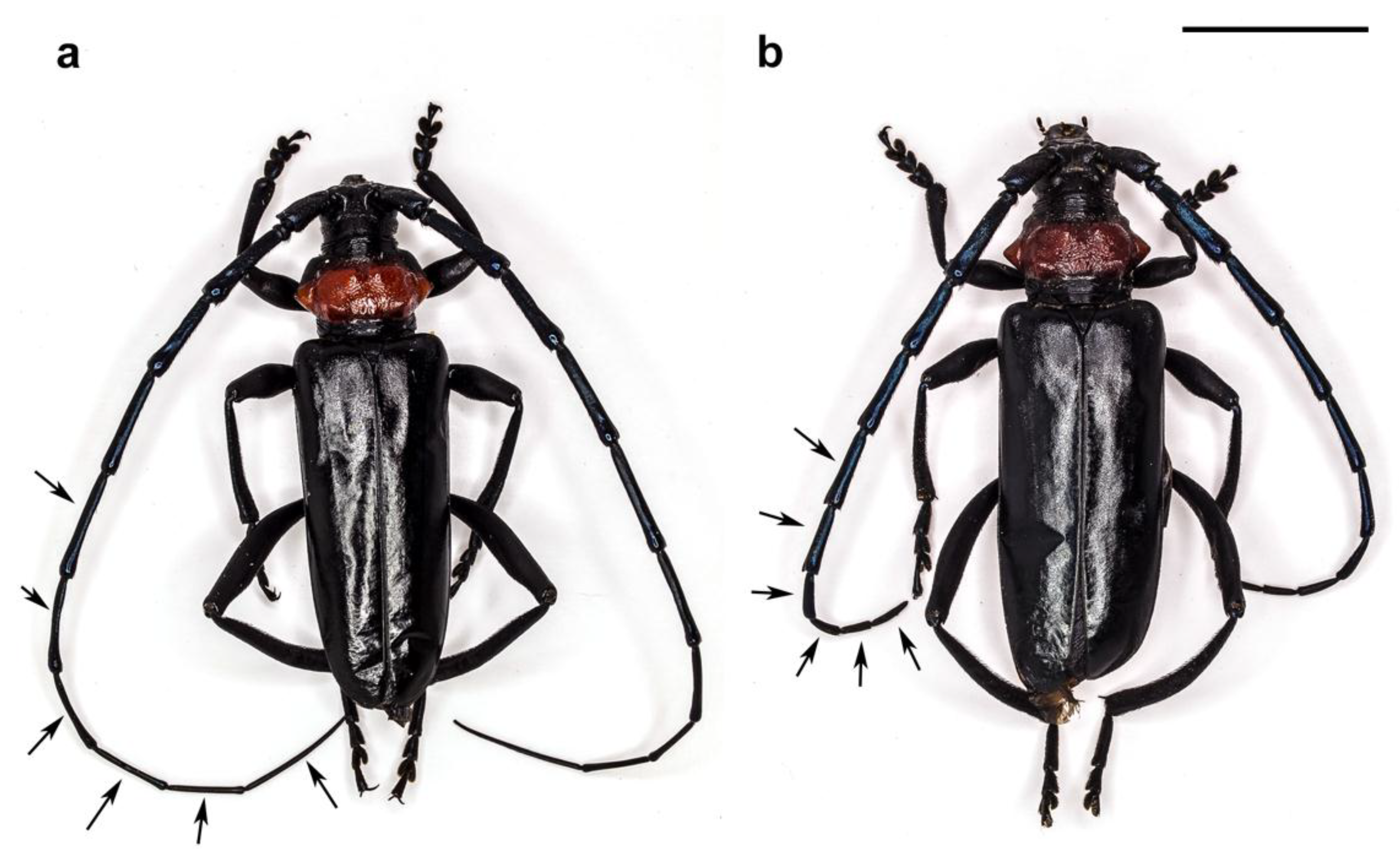 Insects Free FullText Scanning Electron Microscopy of the Antennal
