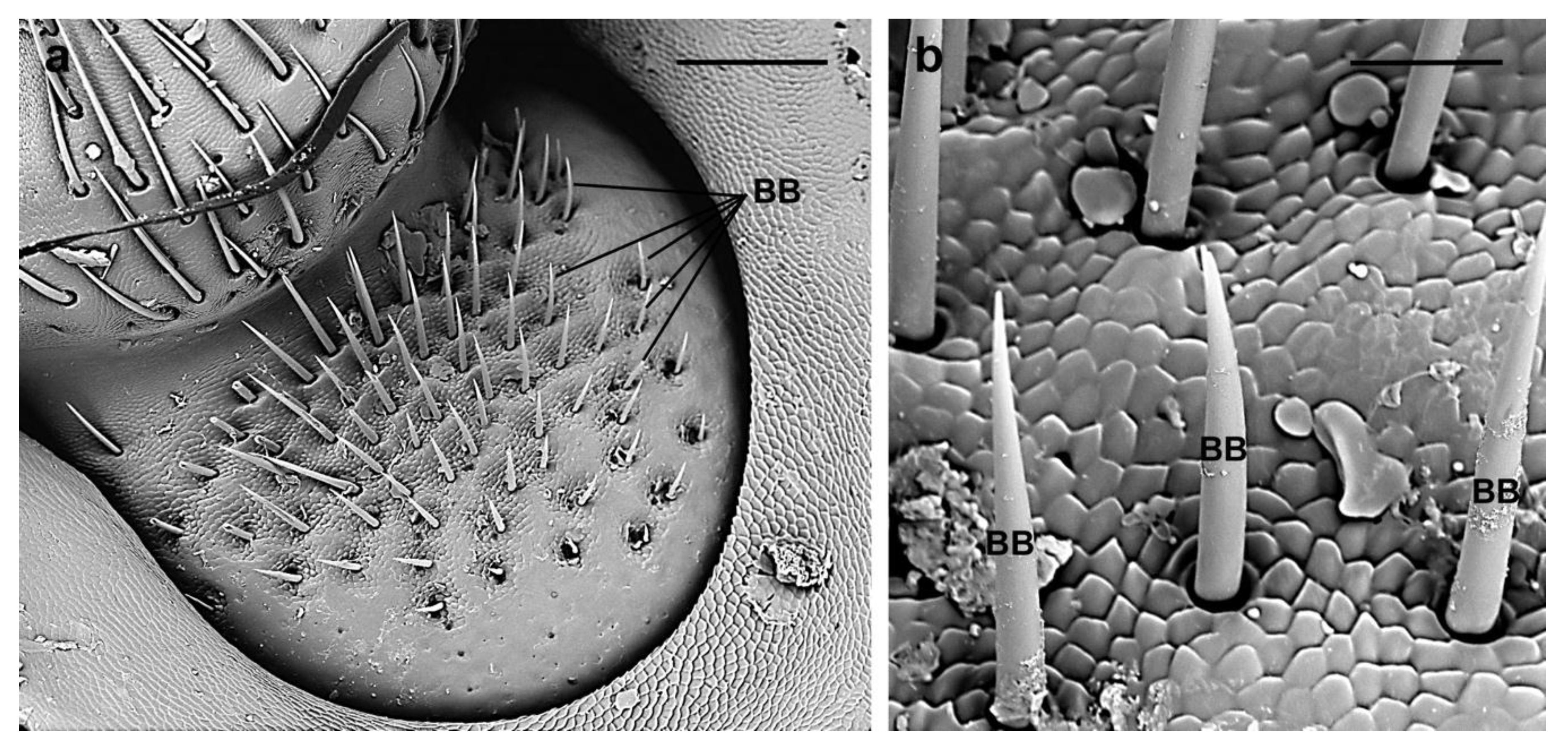 Scanning Electron Microscope Images Of Insects