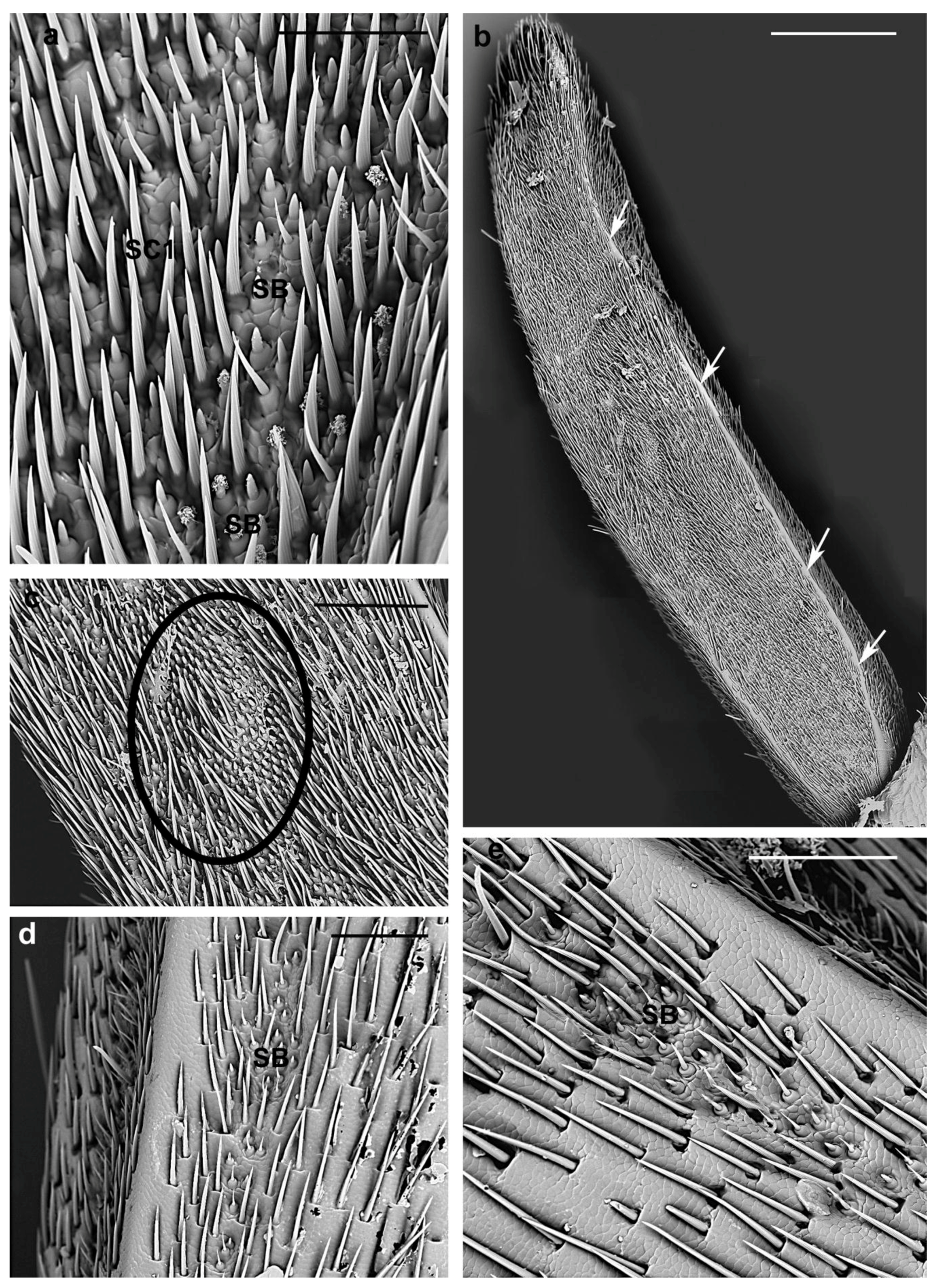 Insects 10 00088 g011