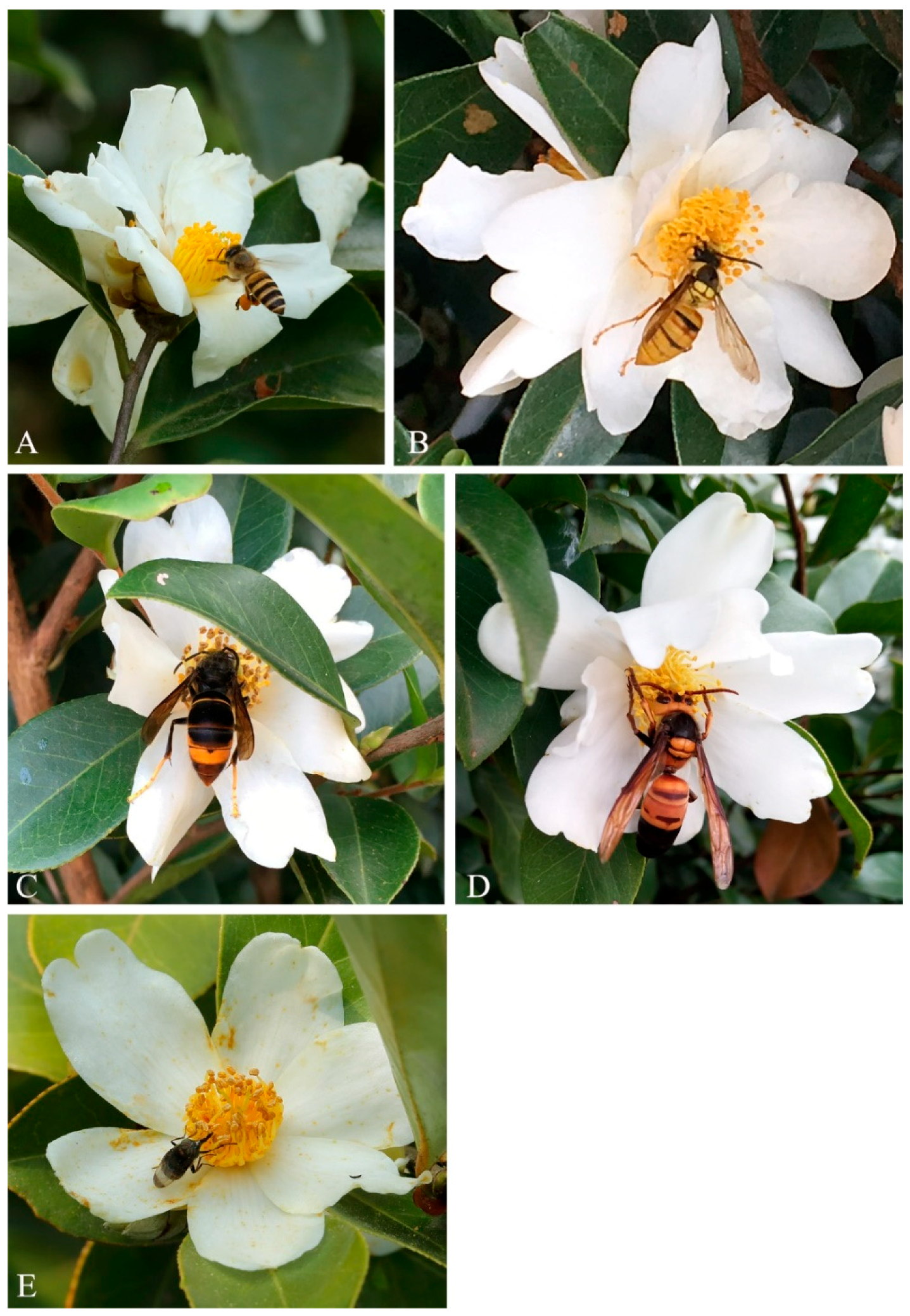 Insects 10 00098 g002