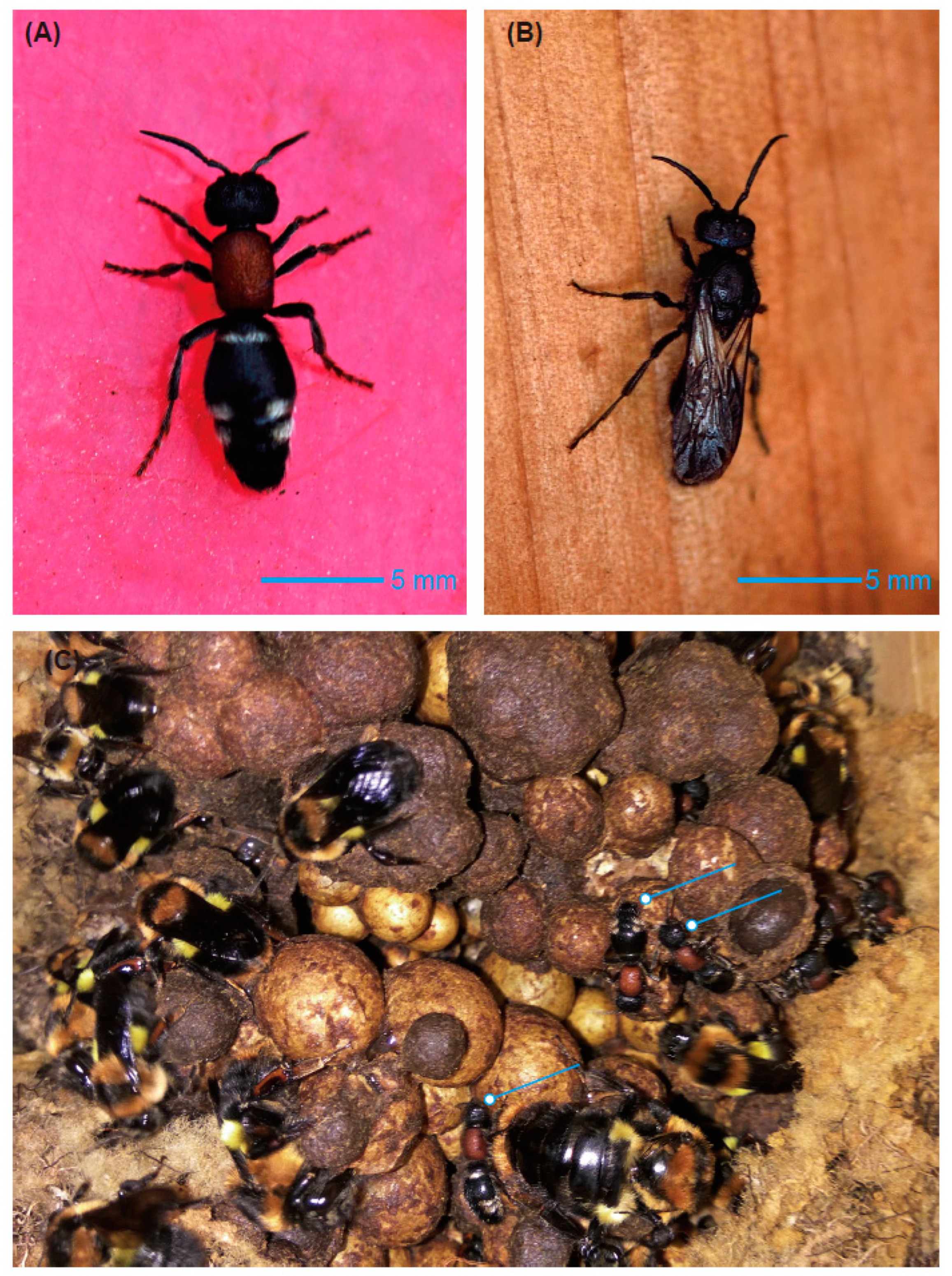 Insects 10 00104 g002 Insects 10 00104 g002