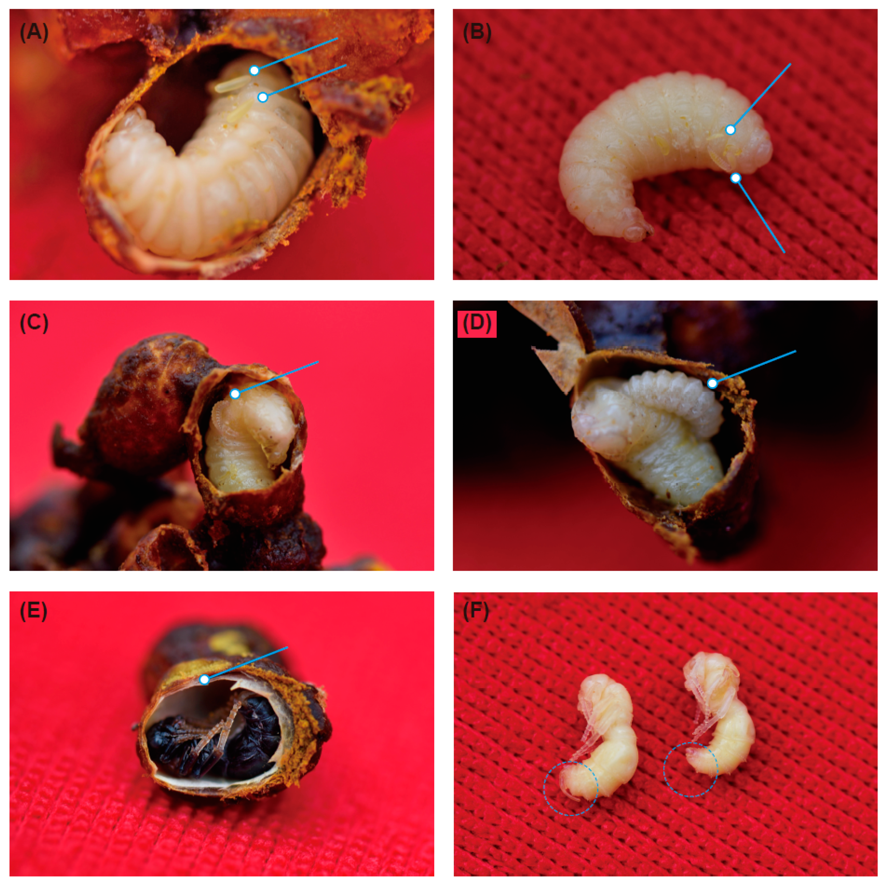 Insects 10 00104 g003 Insects 10 00104 g003