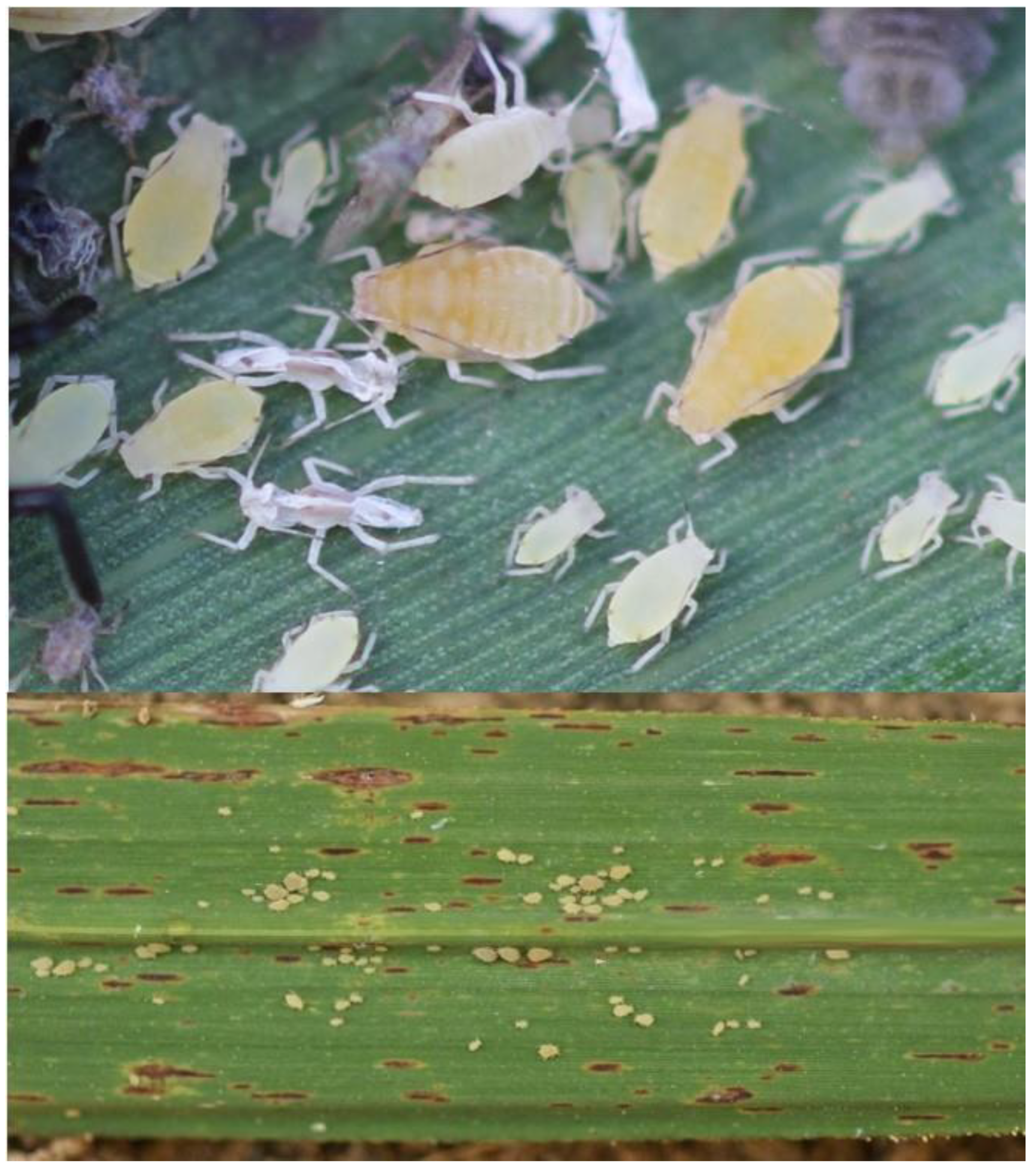 Insects 10 00107 g001