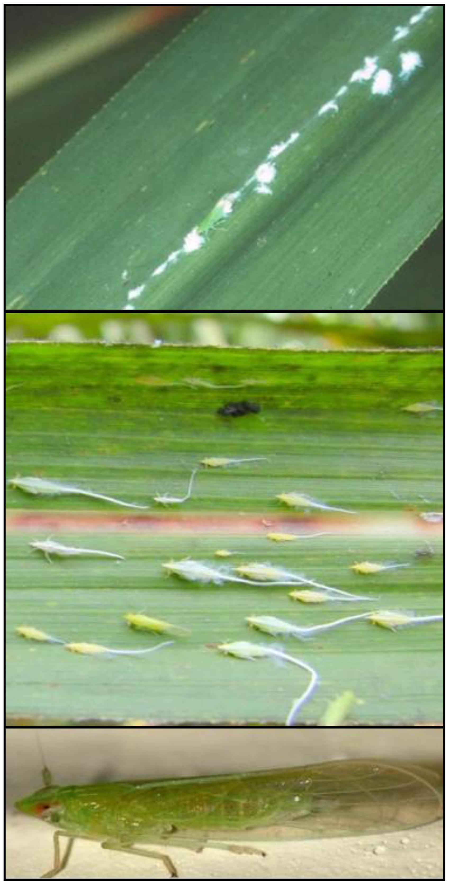Insects 10 00107 g003