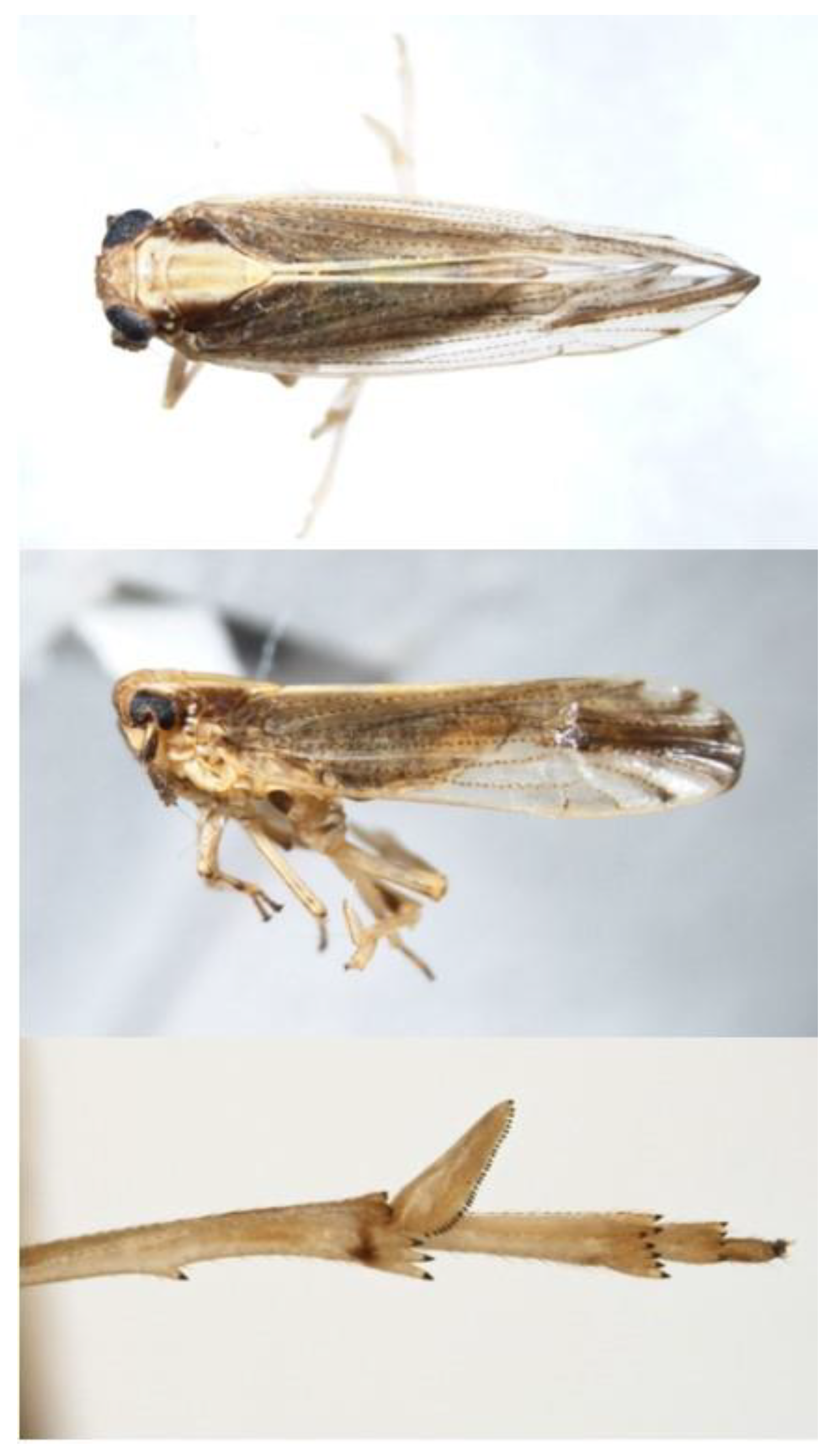Insects 10 00107 g005