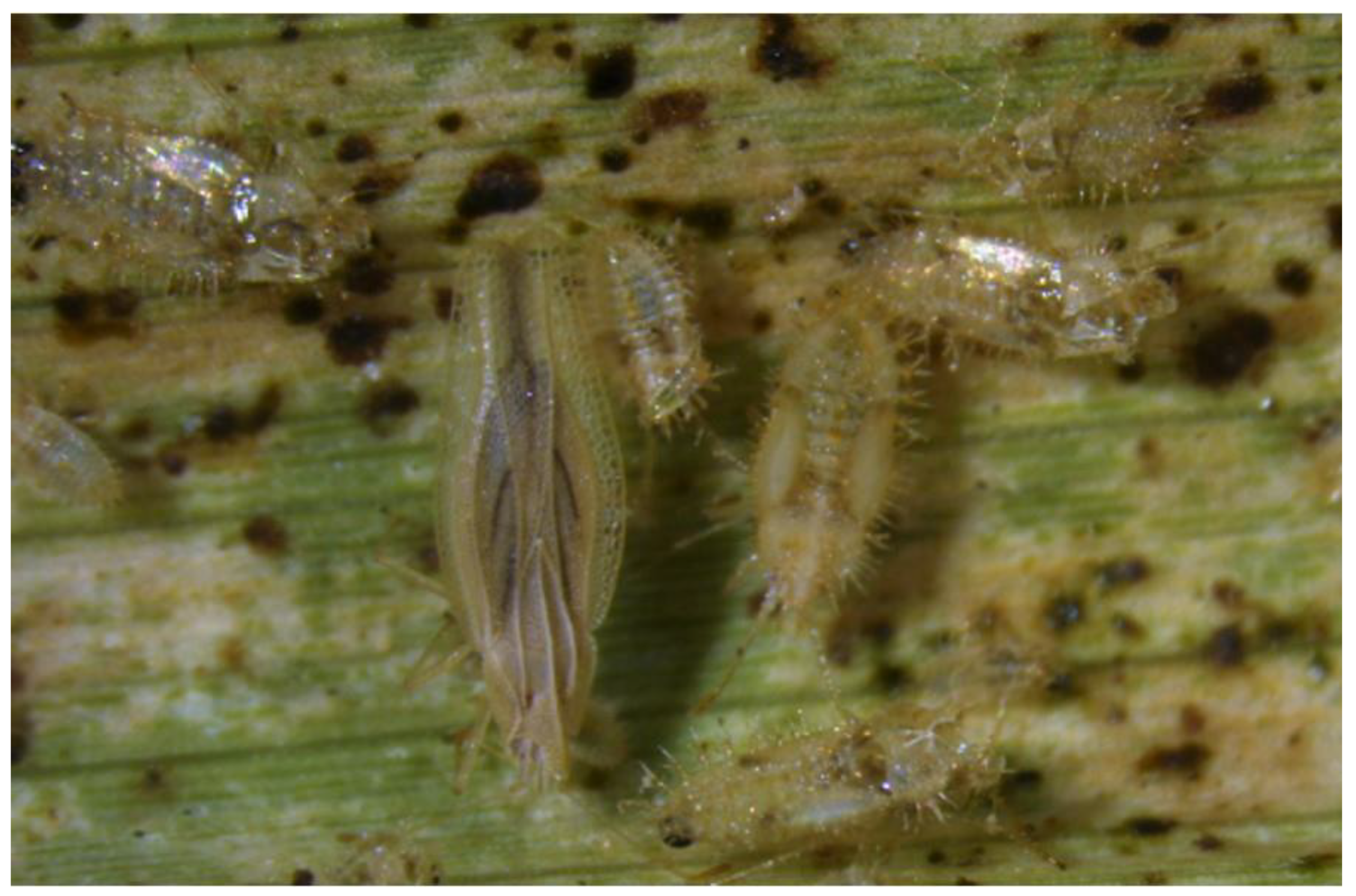 Insects 10 00107 g006