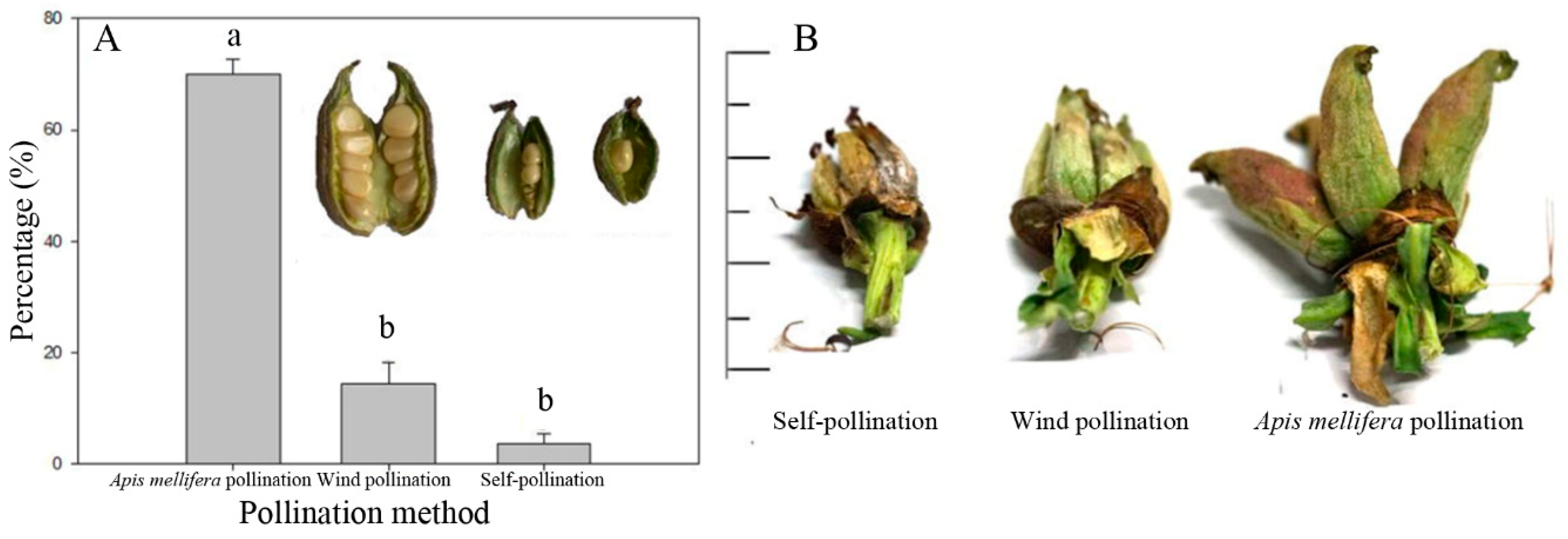 Insects 10 00116 g005