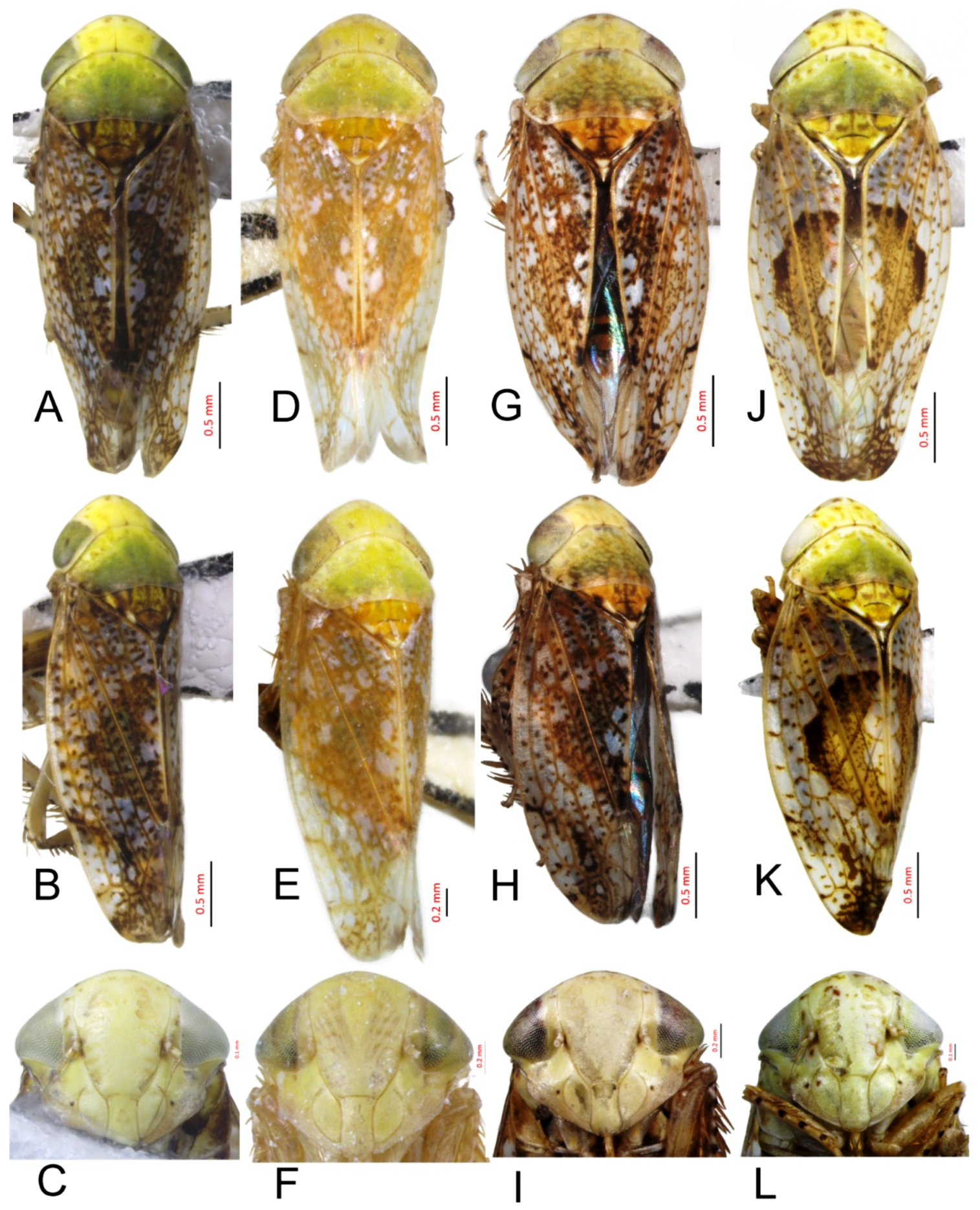 Insects 10 00120 g005