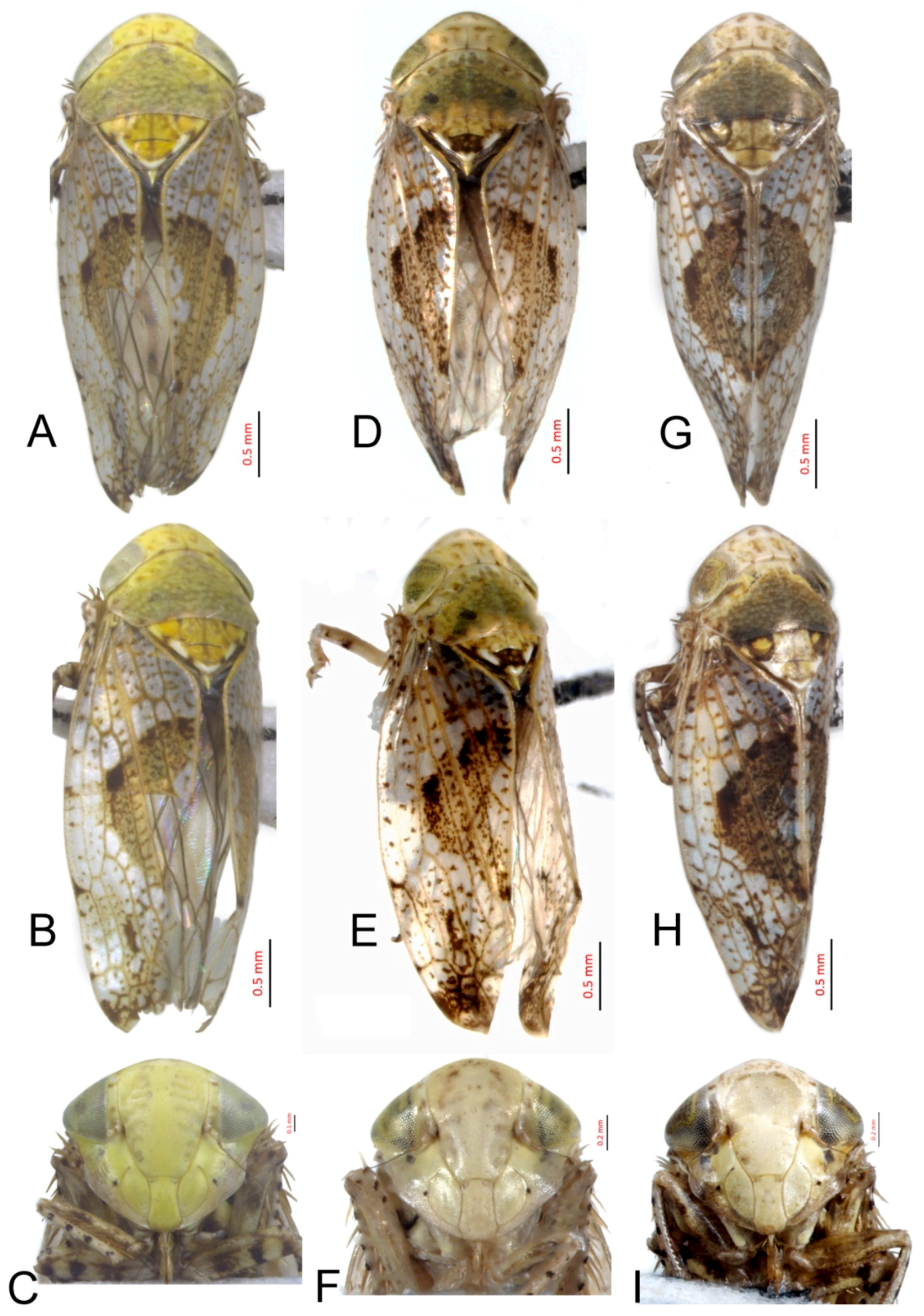Insects 10 00120 g007