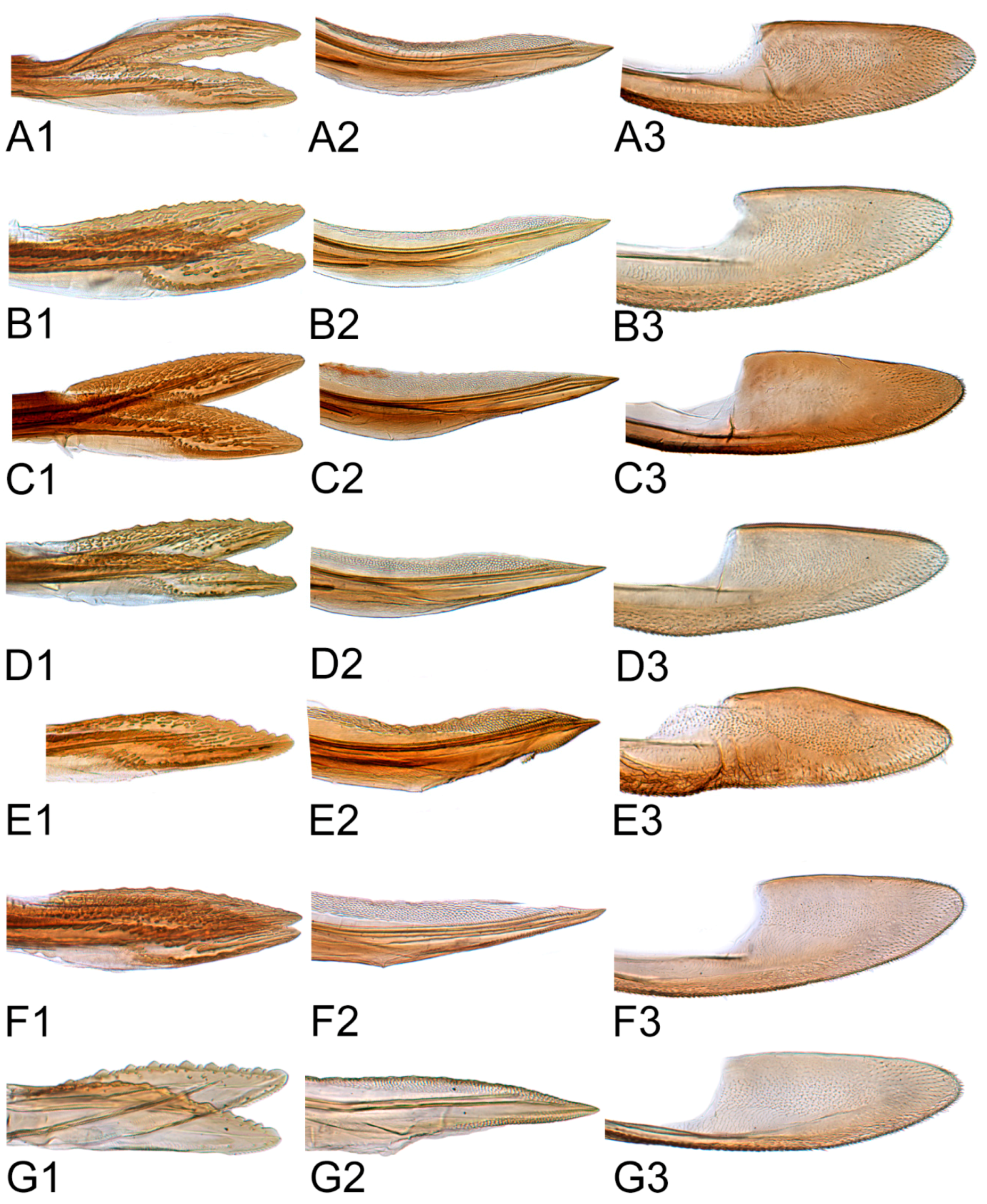Insects 10 00120 g026