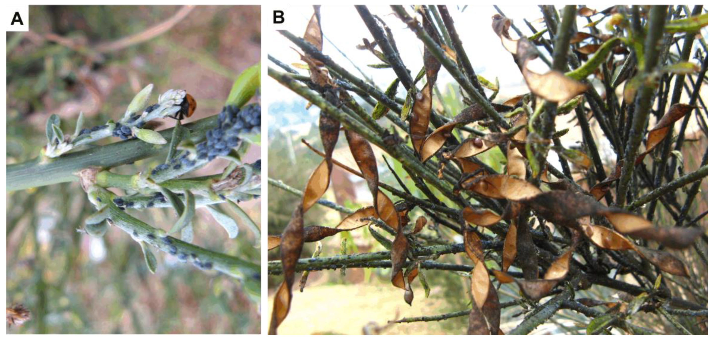 Insects 10 00132 g001 Insects 10 00132 g001