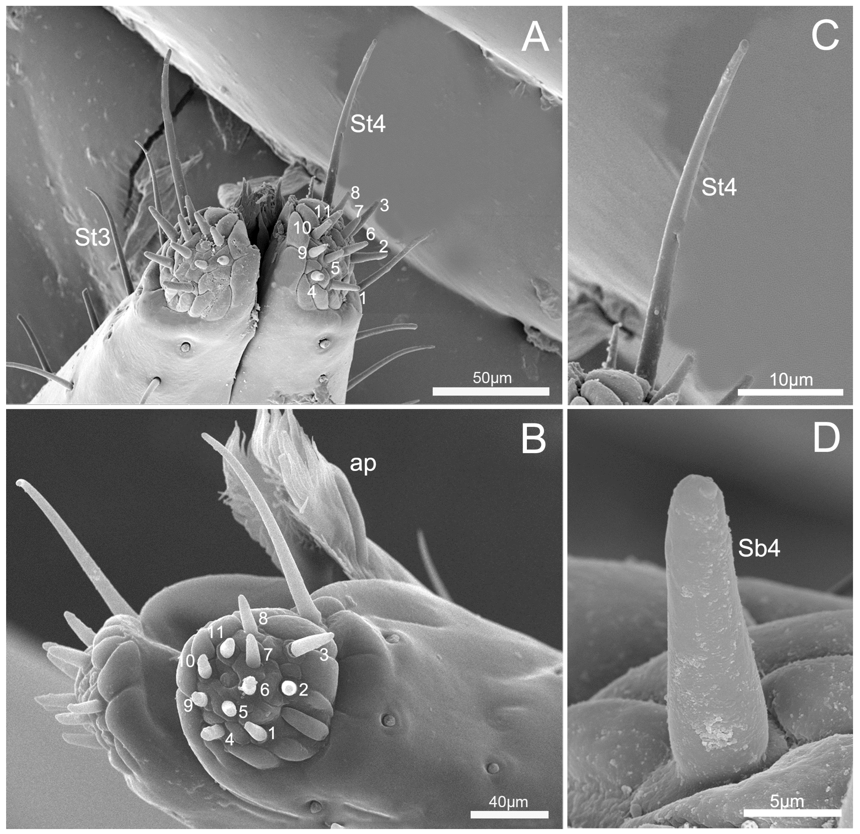 Insects 10 00143 g007