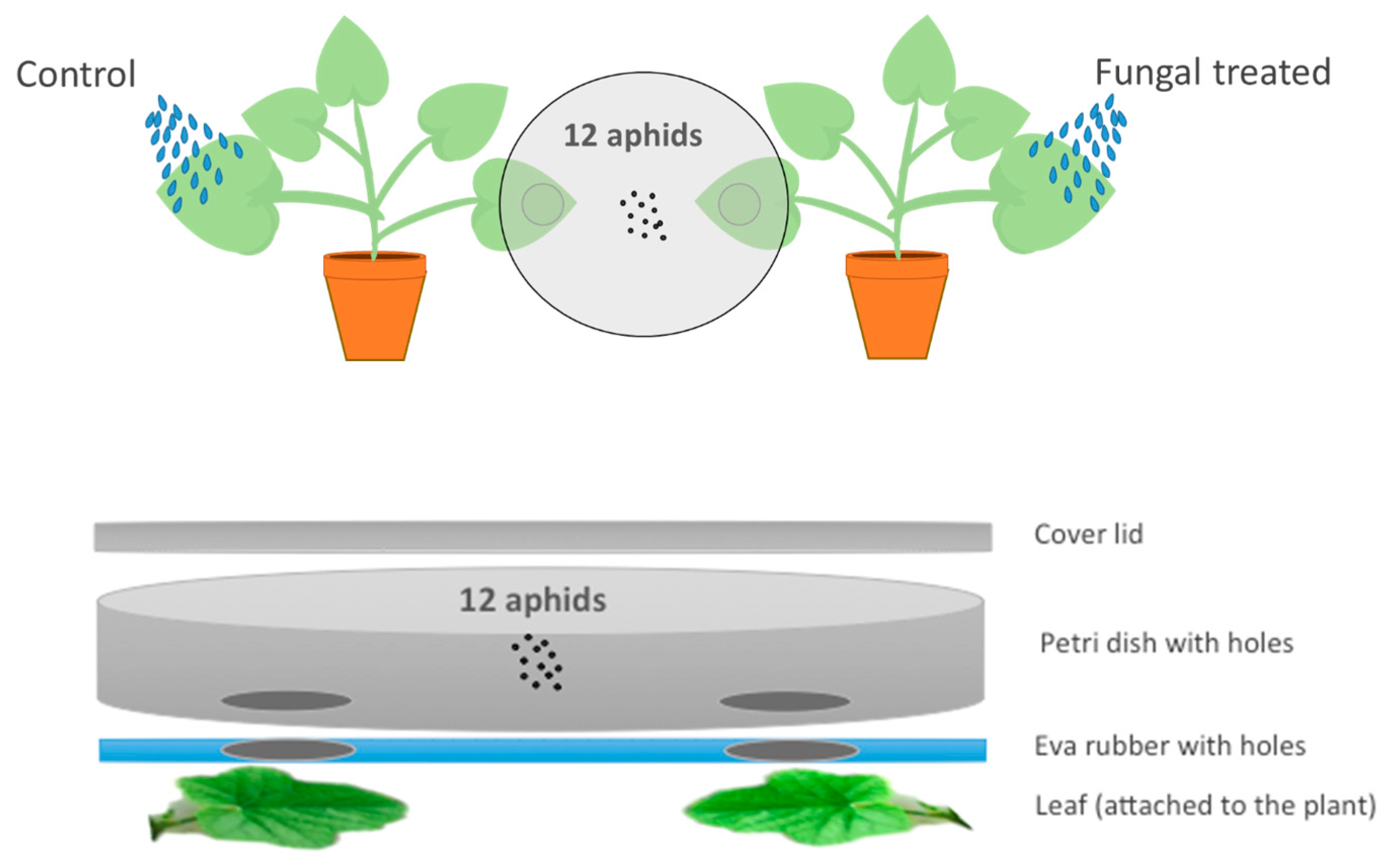 Insects 10 00165 g001