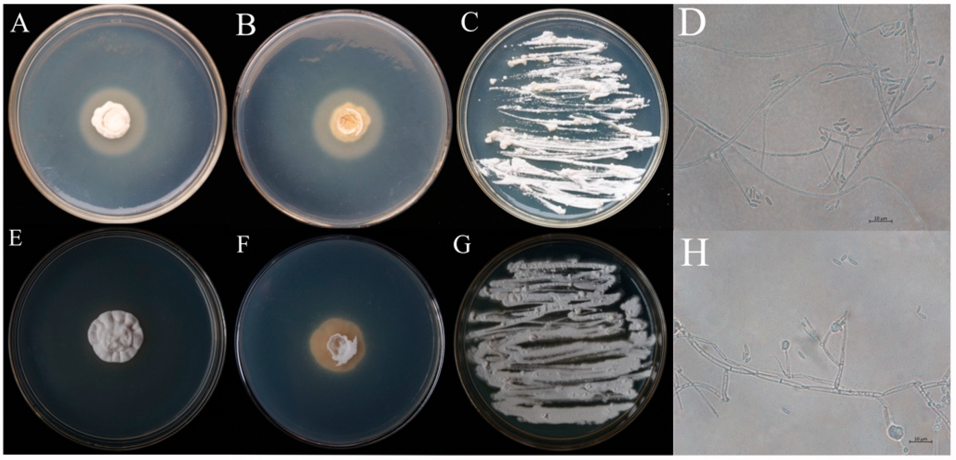 Insects 10 00168 g001 550