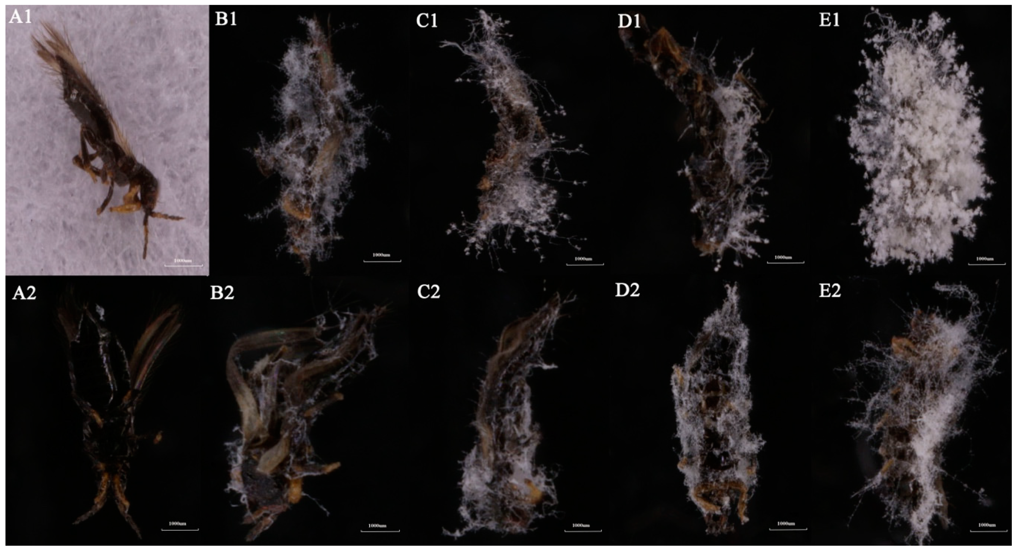 Insects 10 00168 g004 550