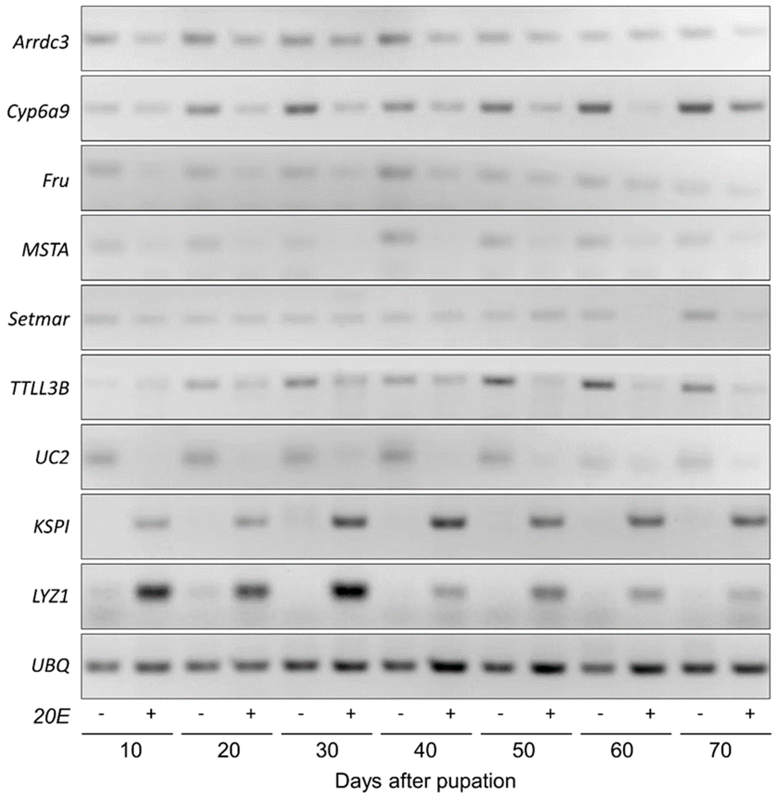 Insects 10 00169 g004