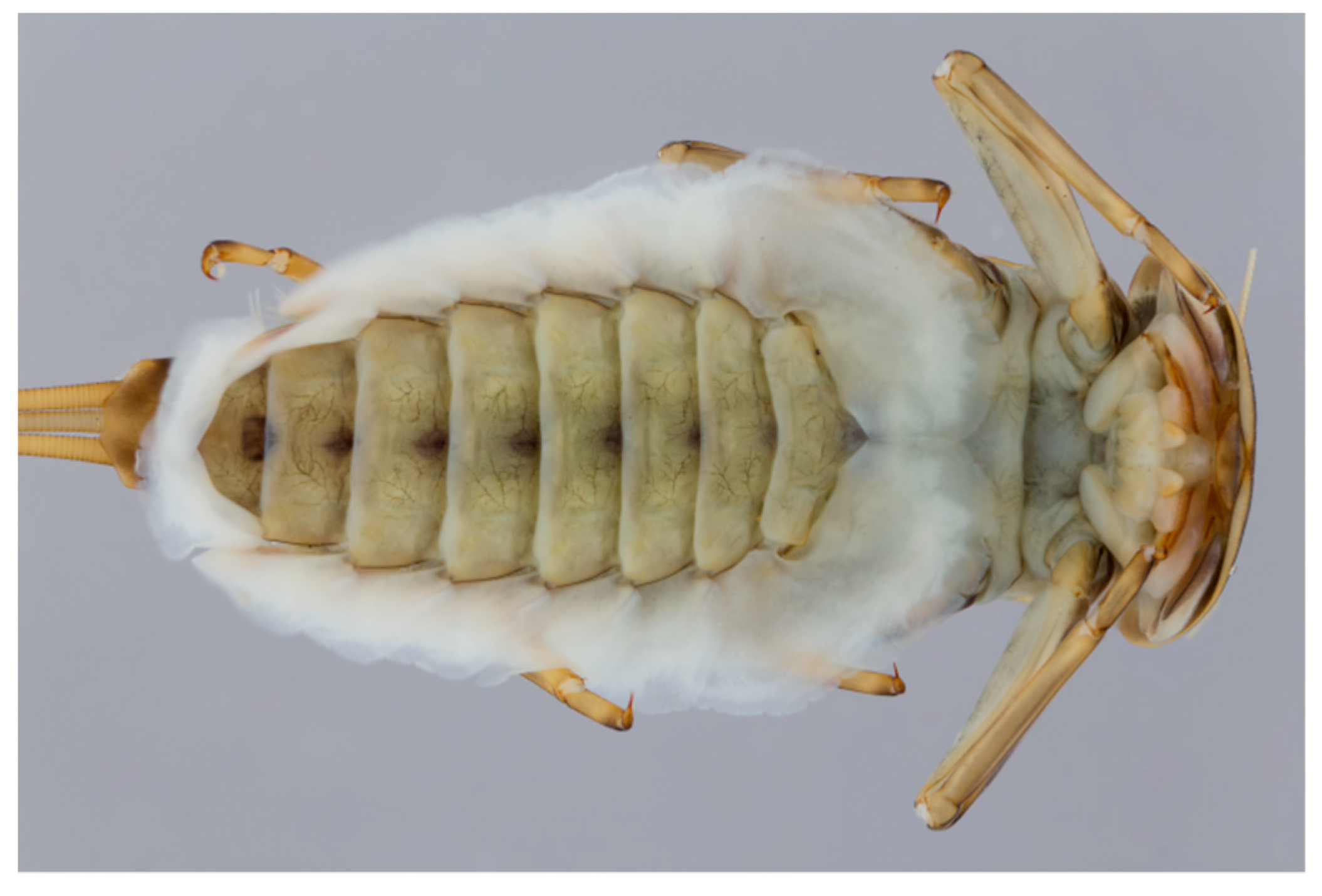 Insects 10 00170 g004