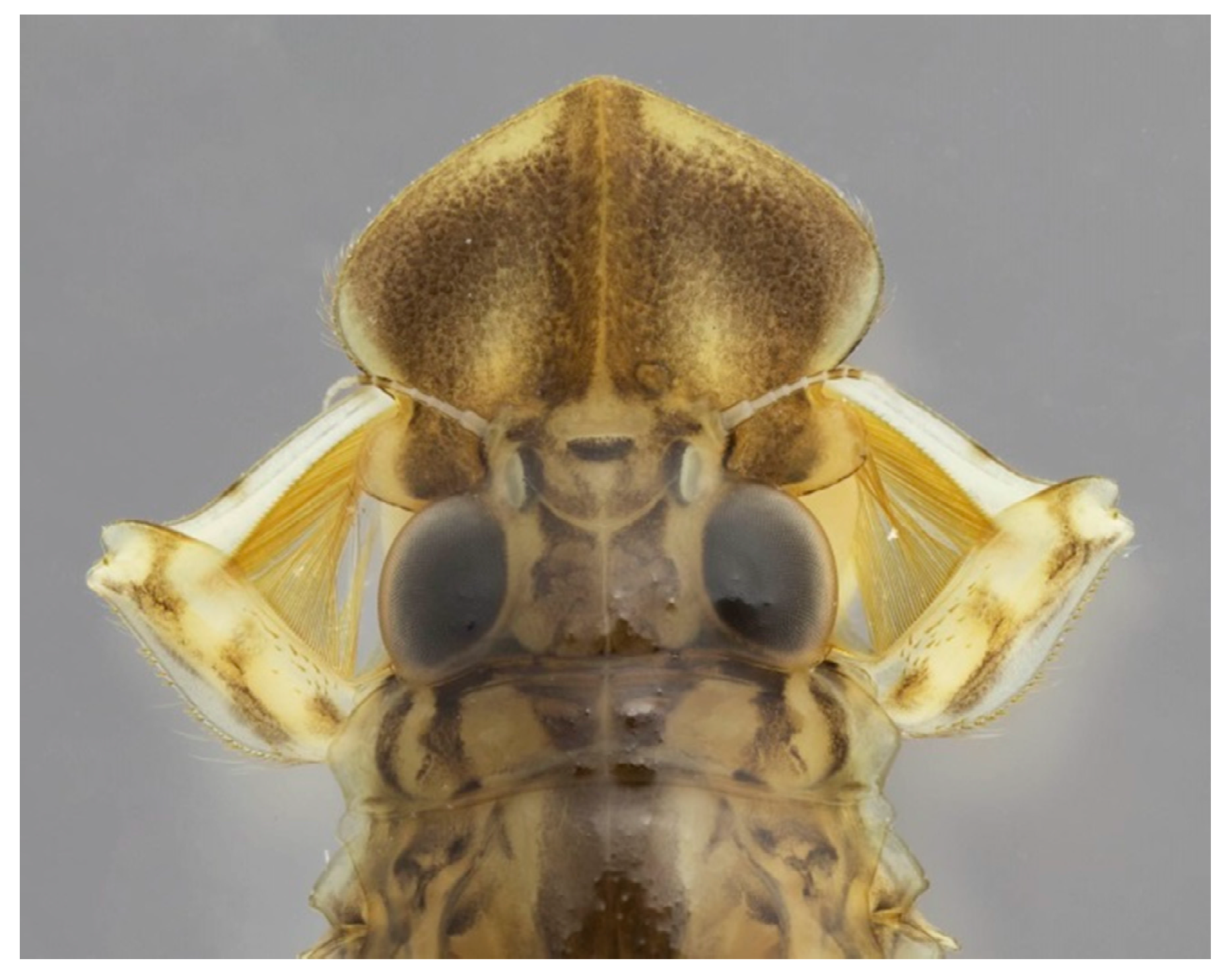 Insects 10 00170 g005