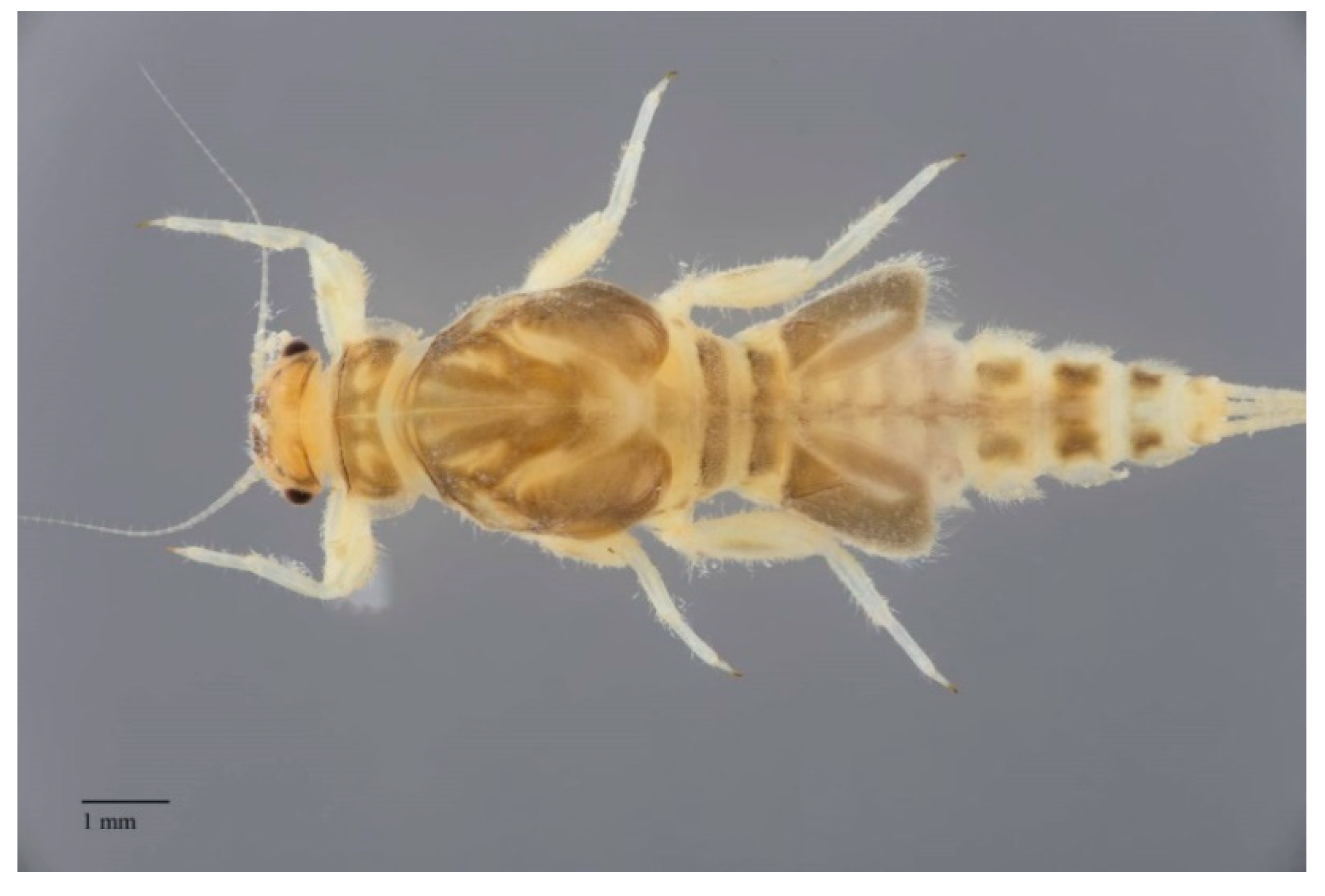 Insects 10 00170 g009