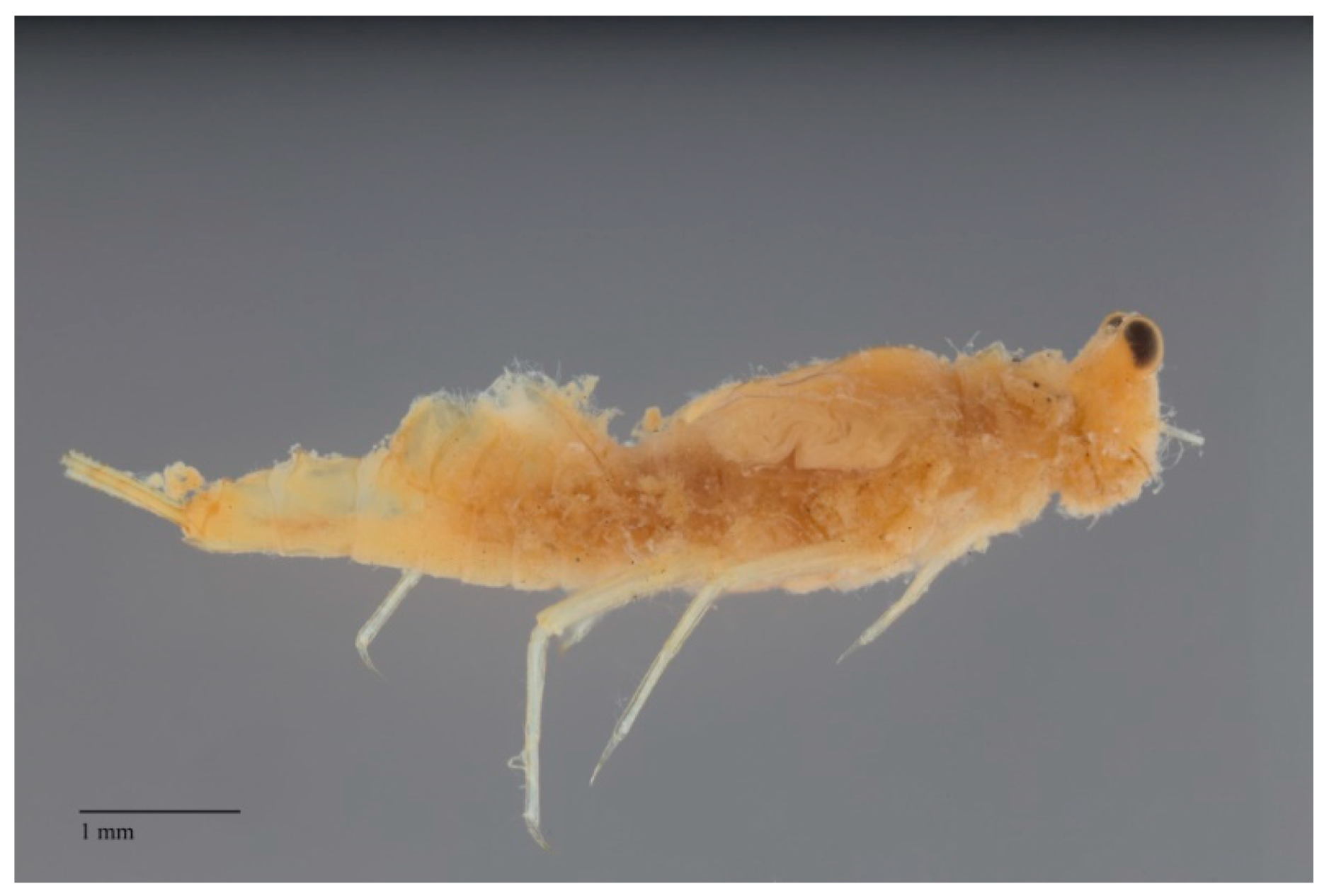 Insects 10 00170 g010