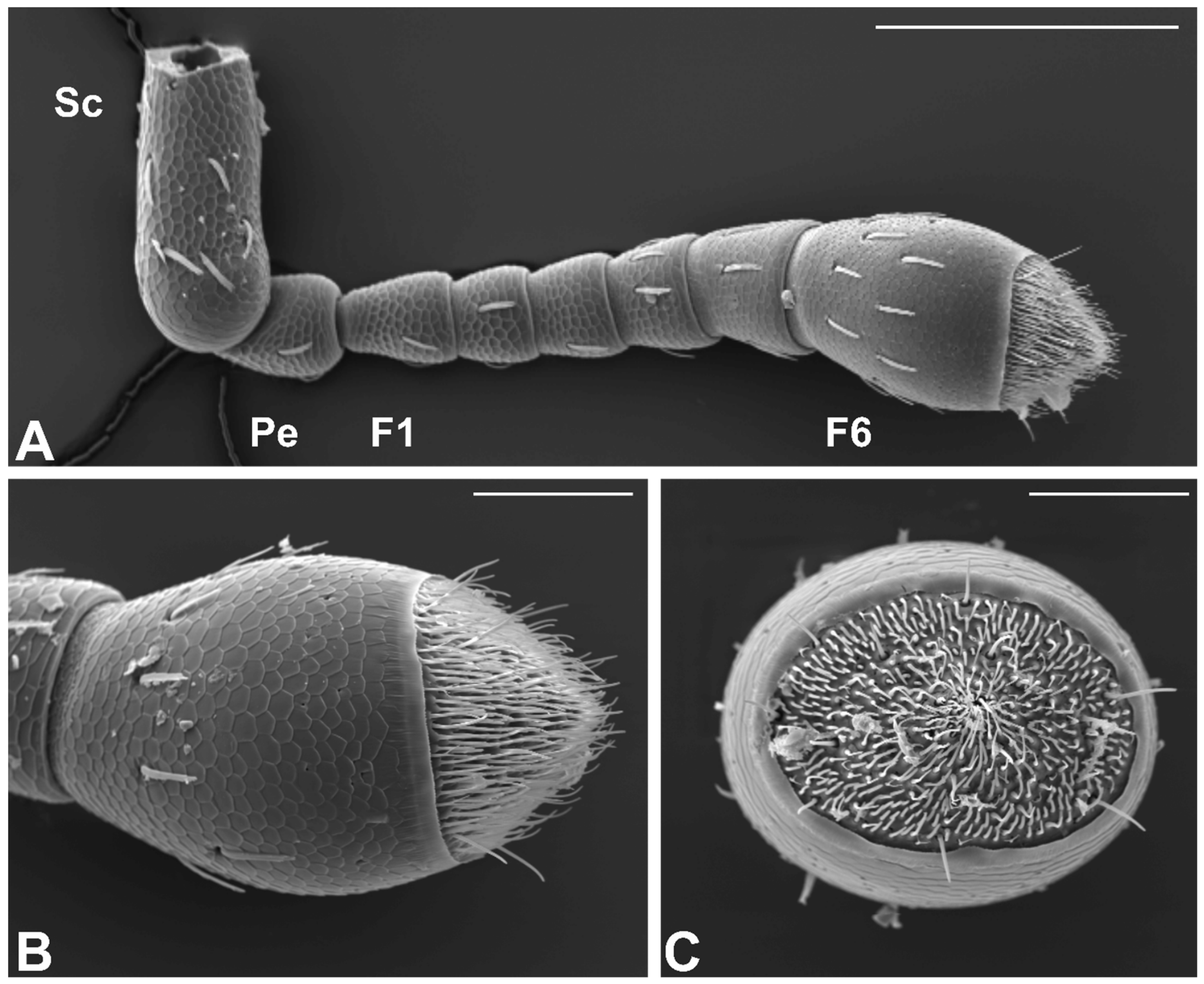 Insects 10 00171 g002