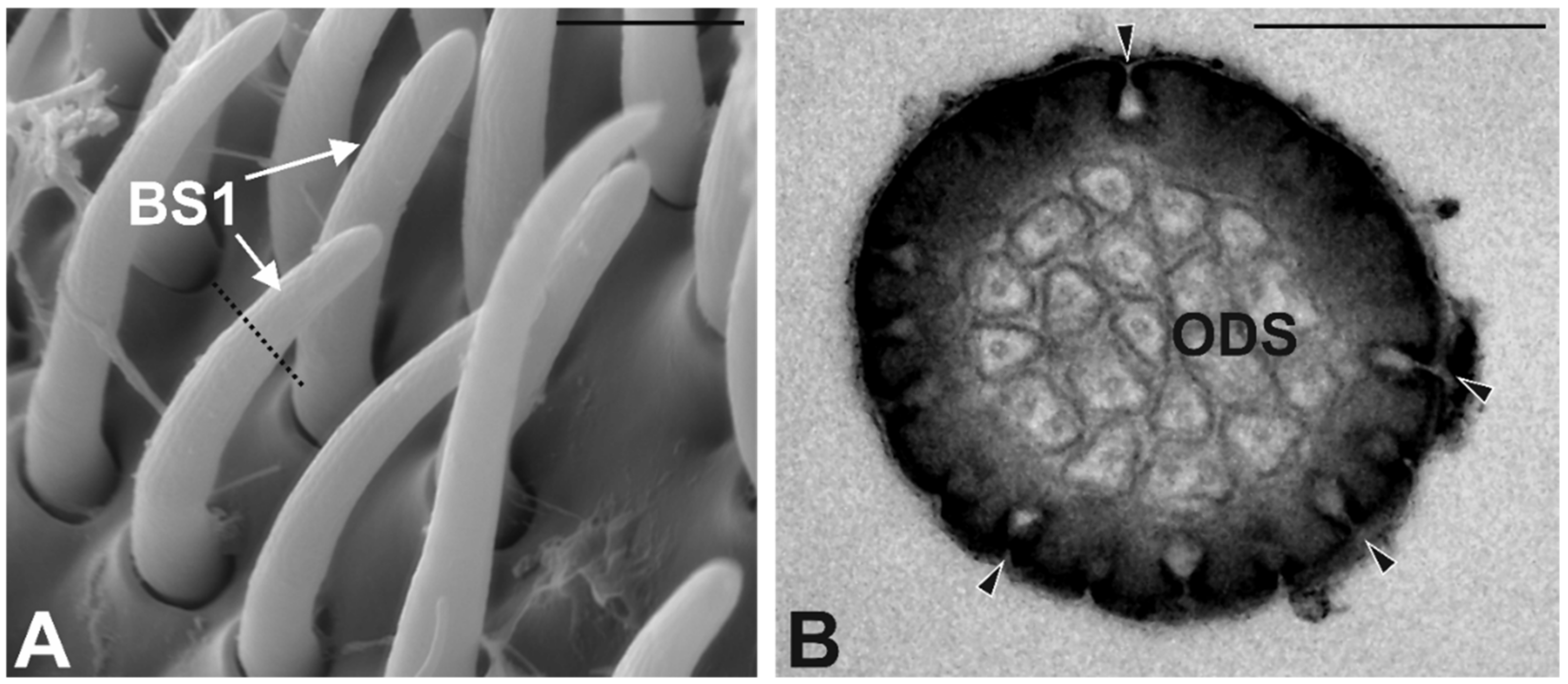 Insects 10 00171 g005