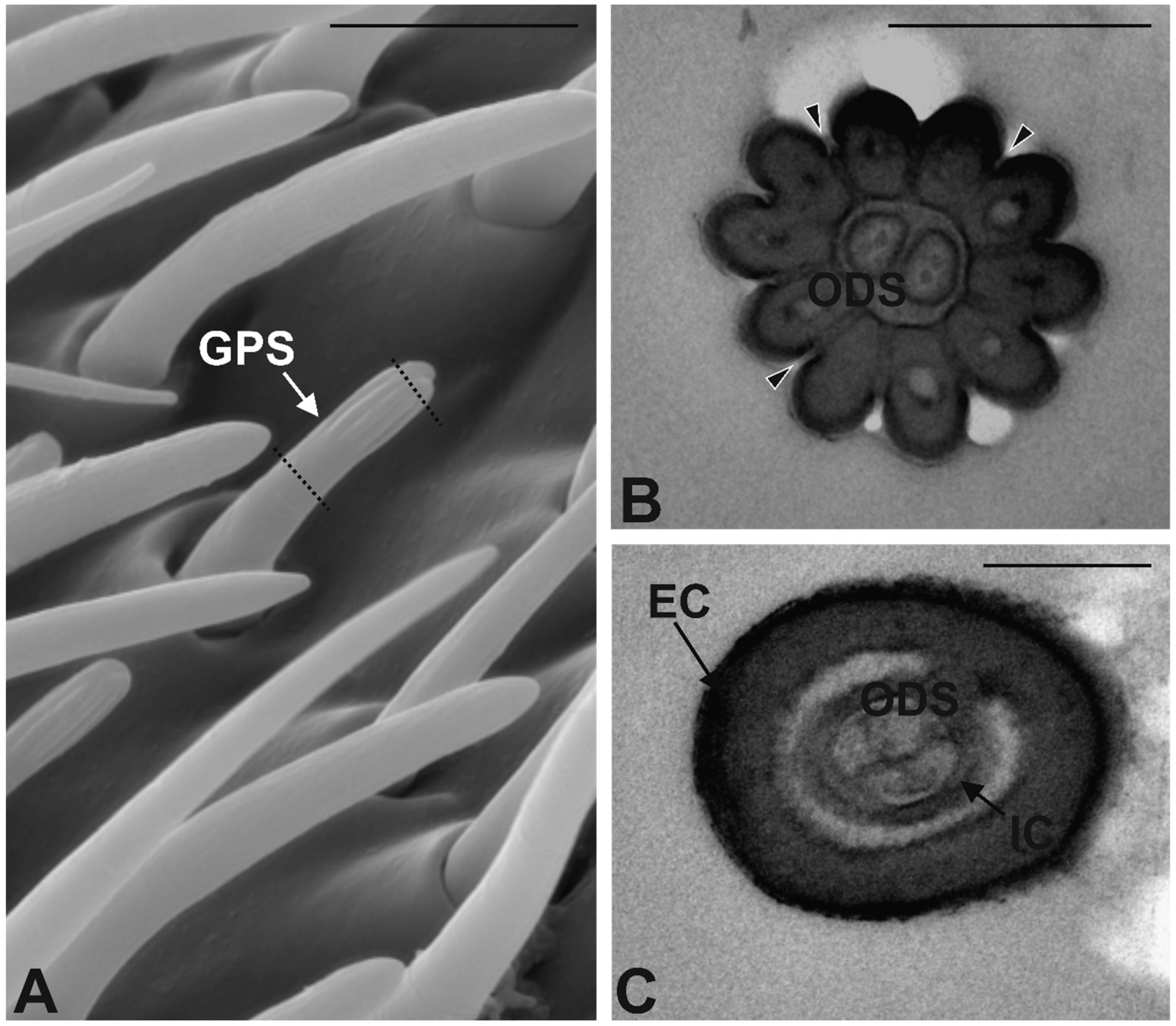 Insects 10 00171 g007