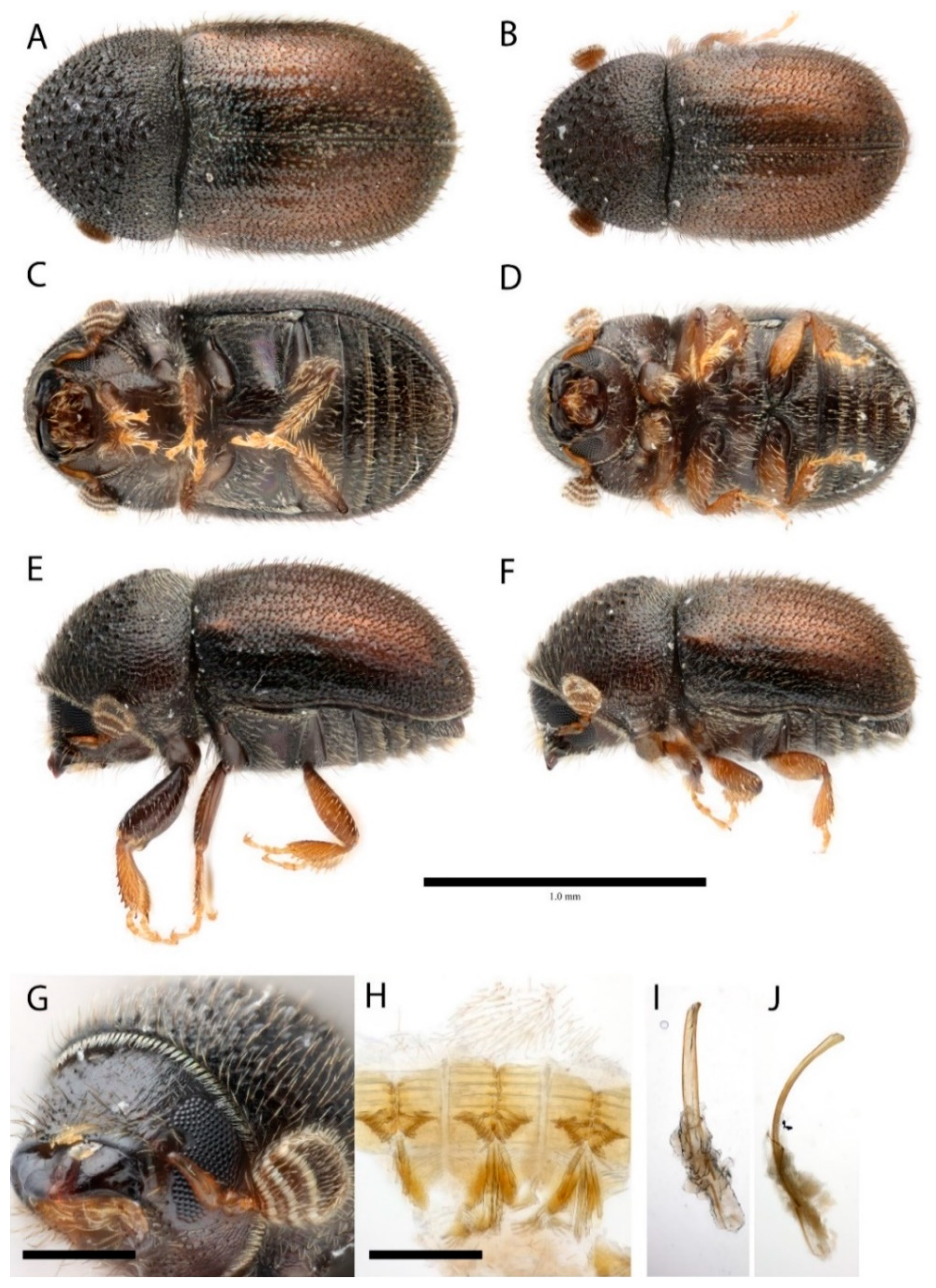 Insects 10 00180 g001