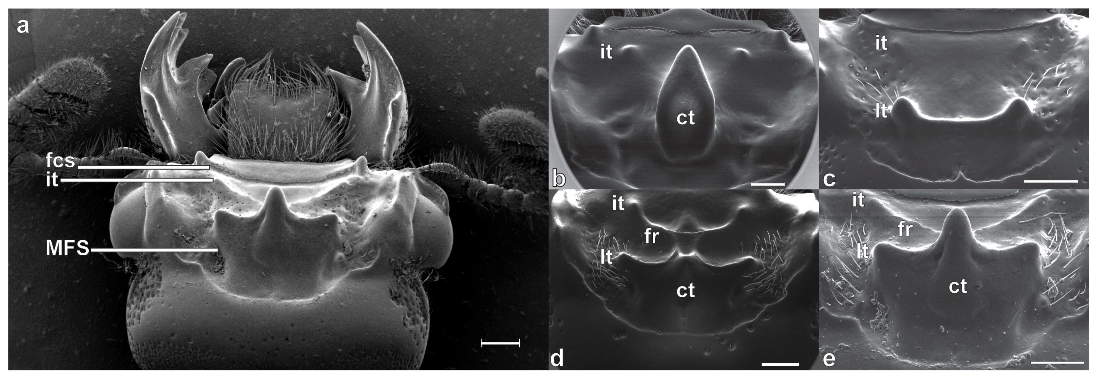Insects 10 00188 g001