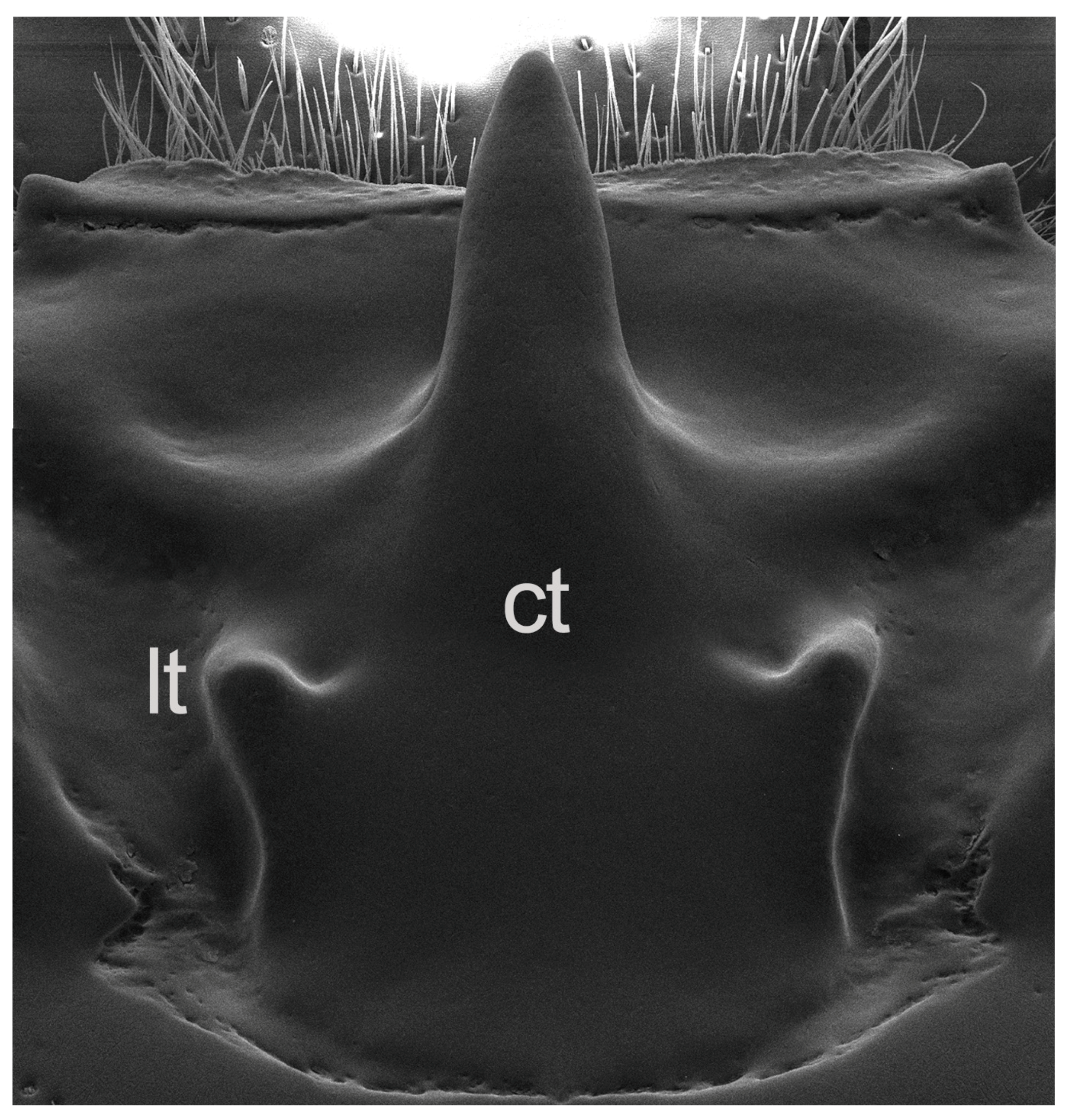Insects 10 00188 g004