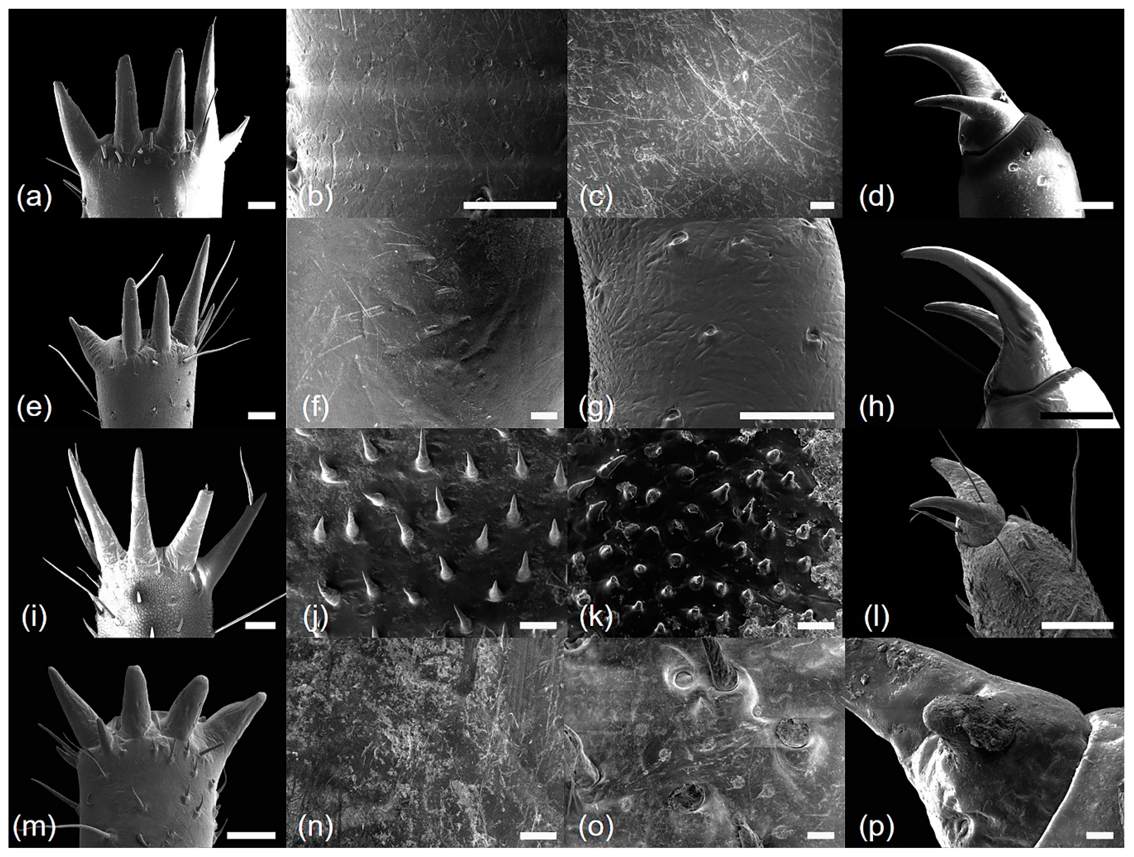 Insects 10 00199 g005