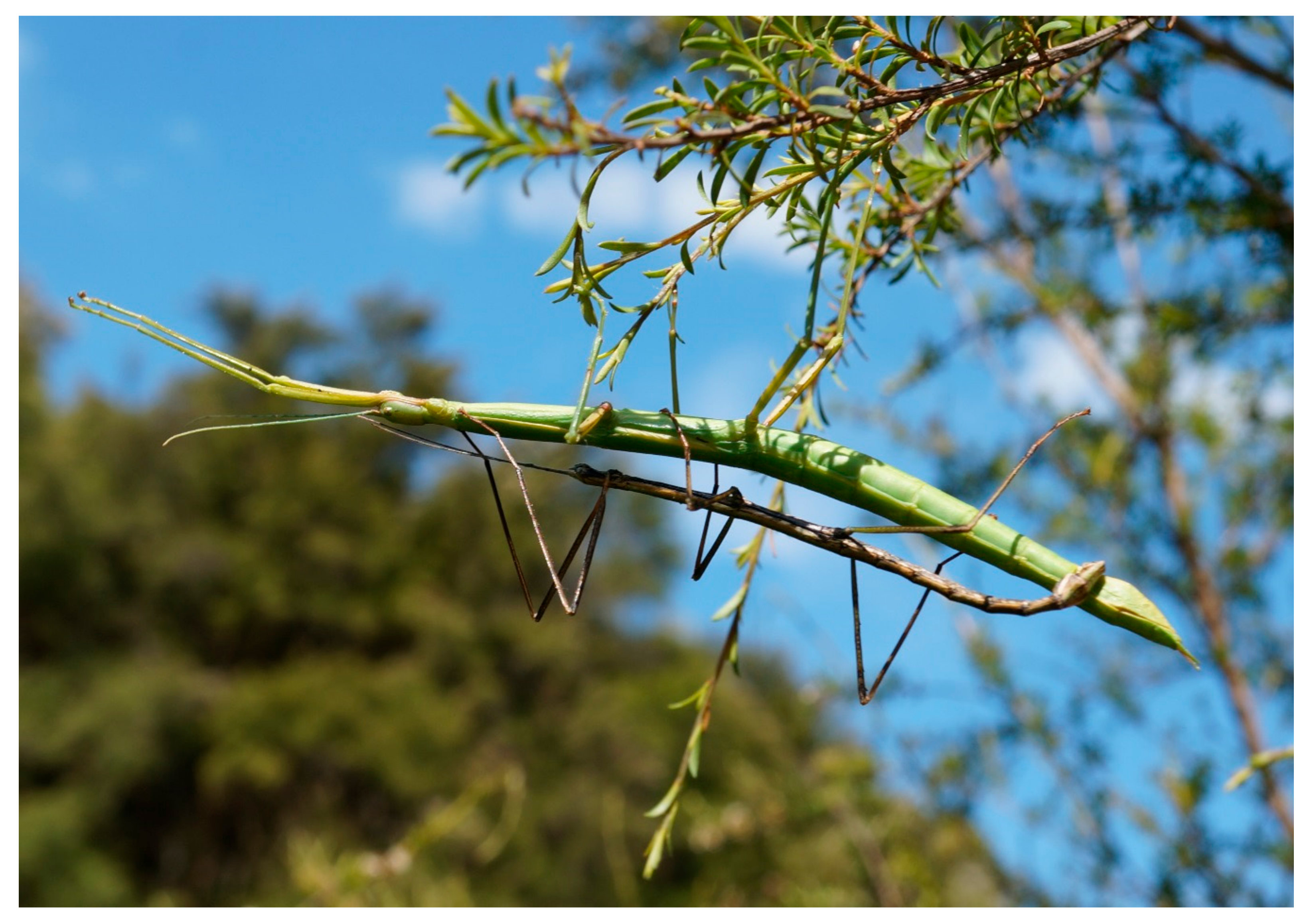 Insects 10 00202 g001