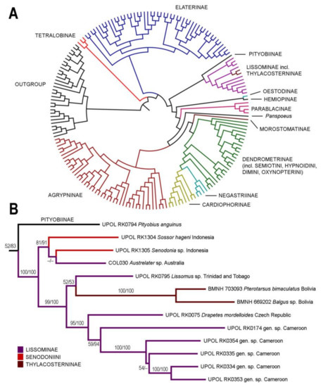 Insects Free Full Text Congruence Between Molecular Data And Morphology Phylogenetic Position Of Senodoniini Coleoptera Elateridae Html