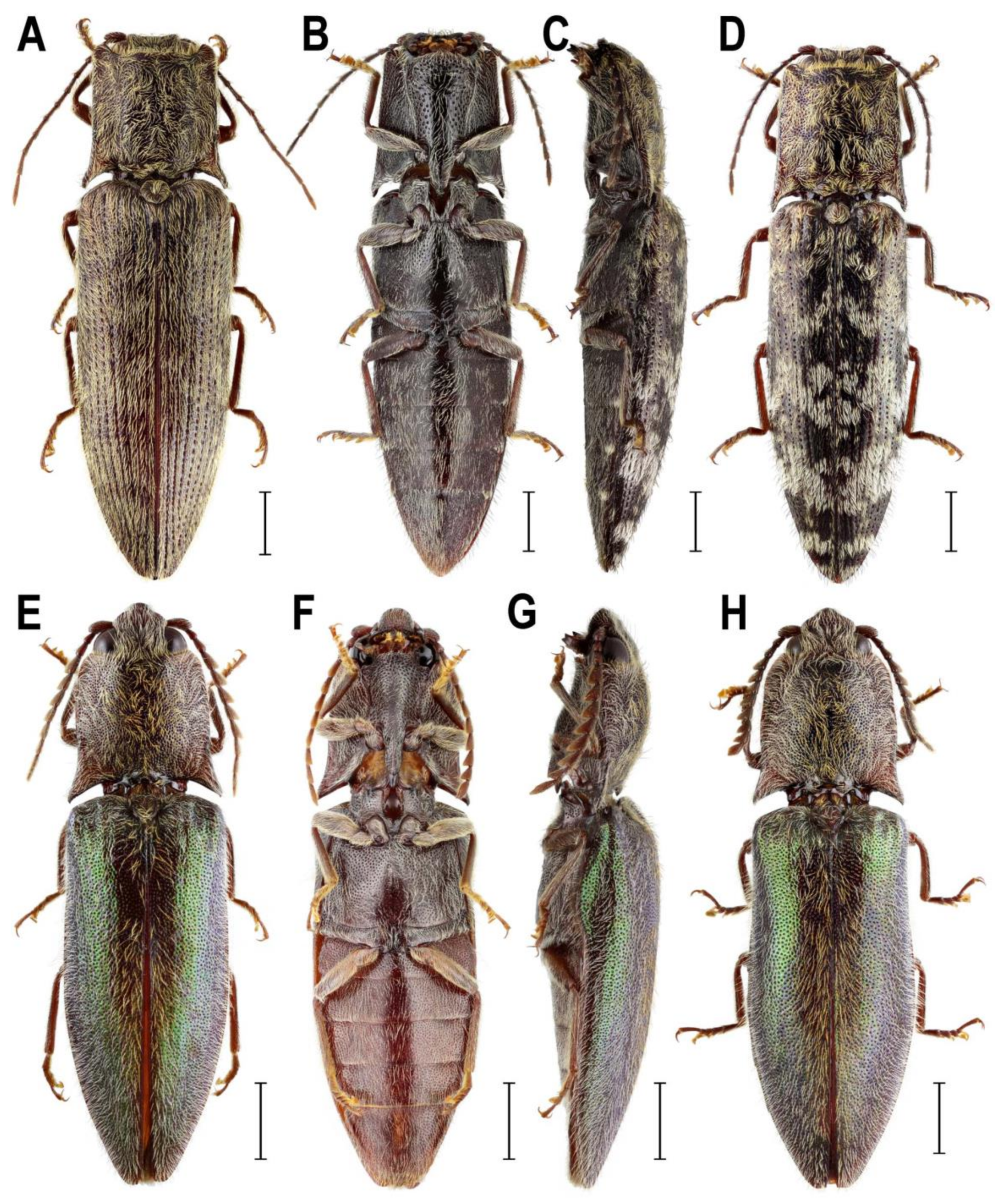 Insects 10 00231 g002