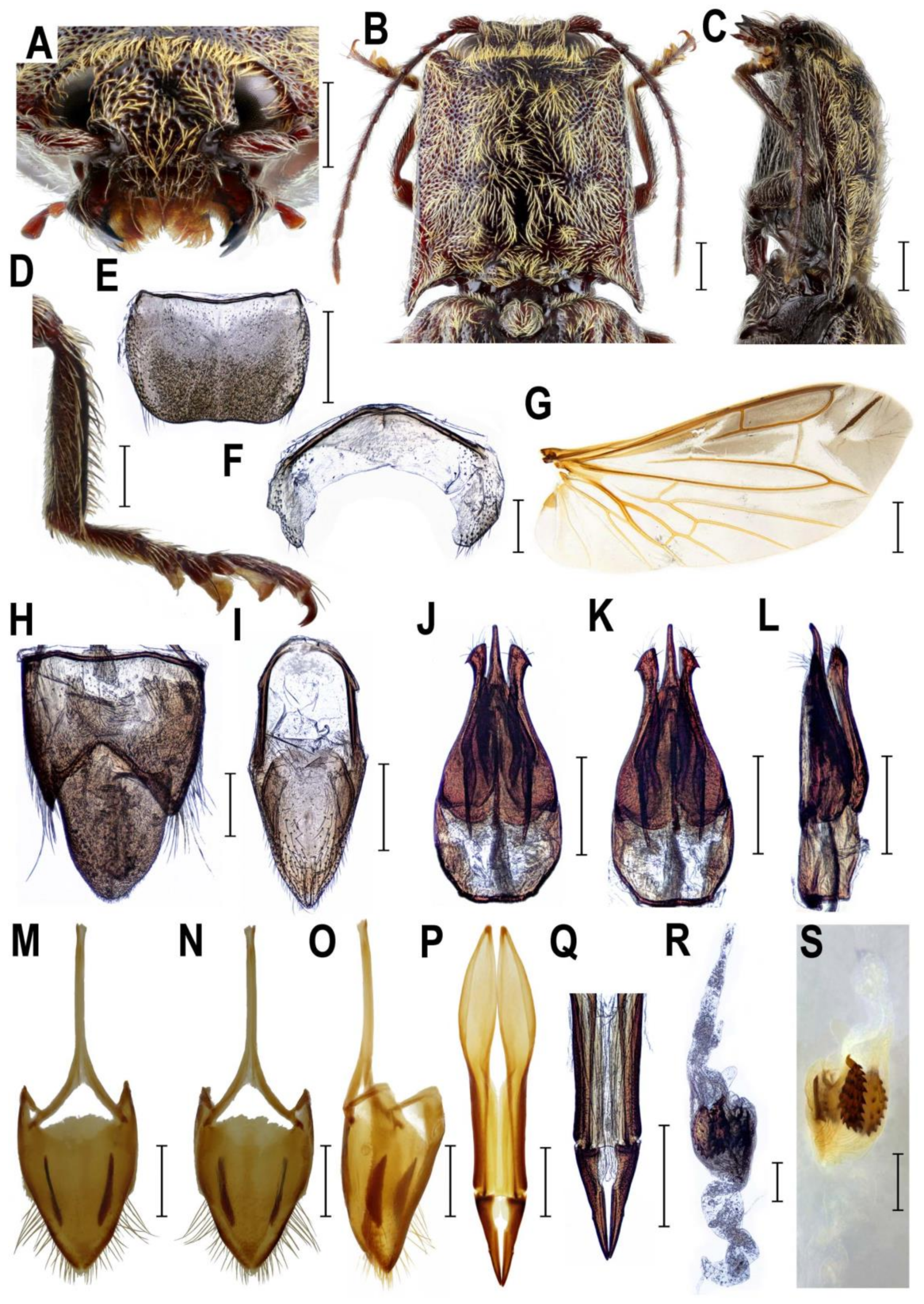Insects 10 00231 g003