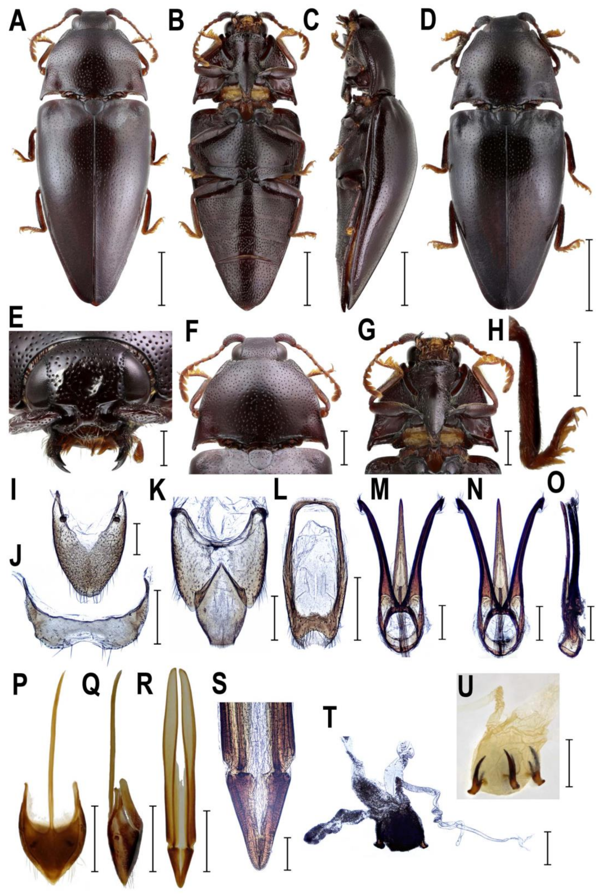 Insects 10 00231 g007