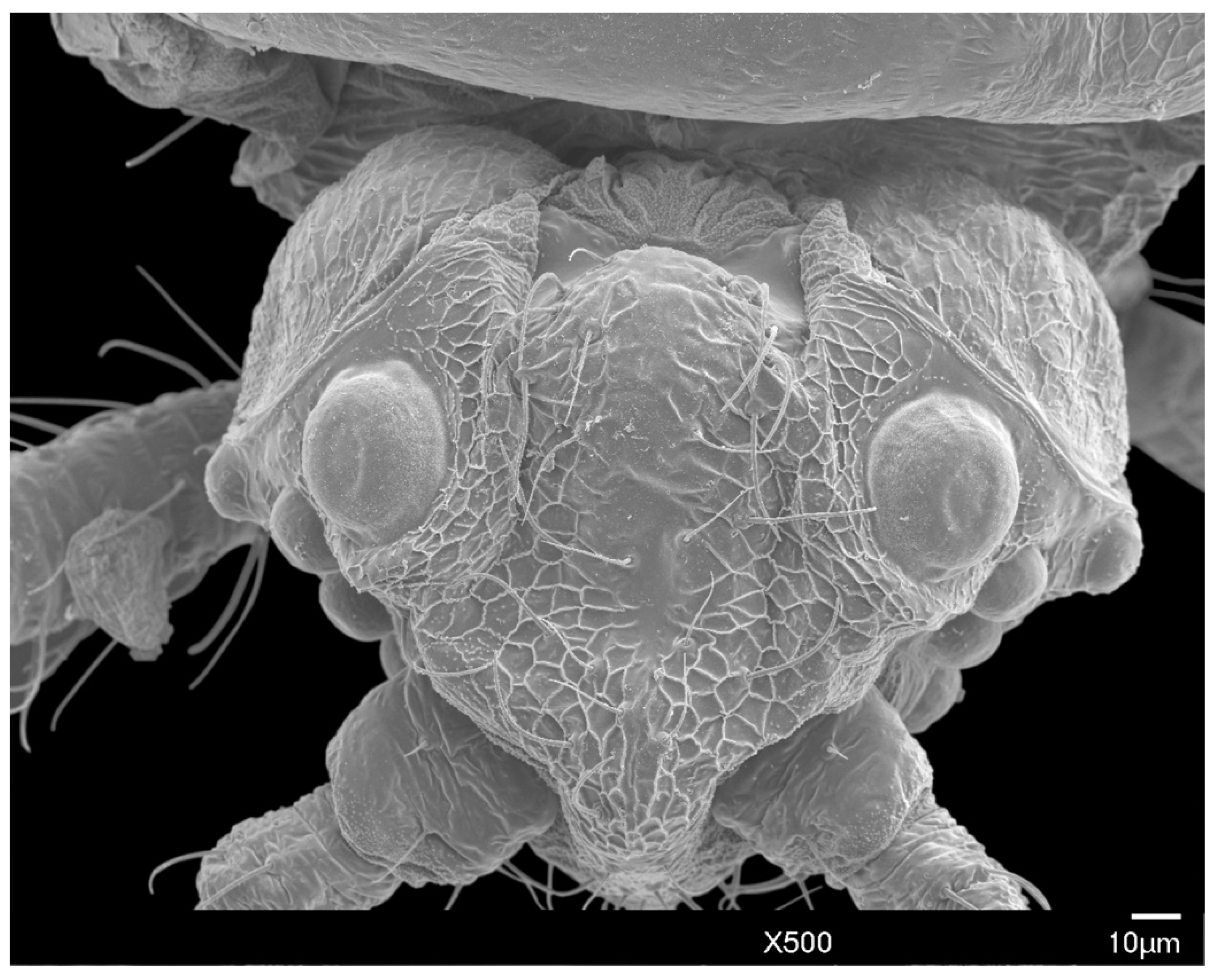 Insects 10 00250 g003 Insects 10 00250 g003