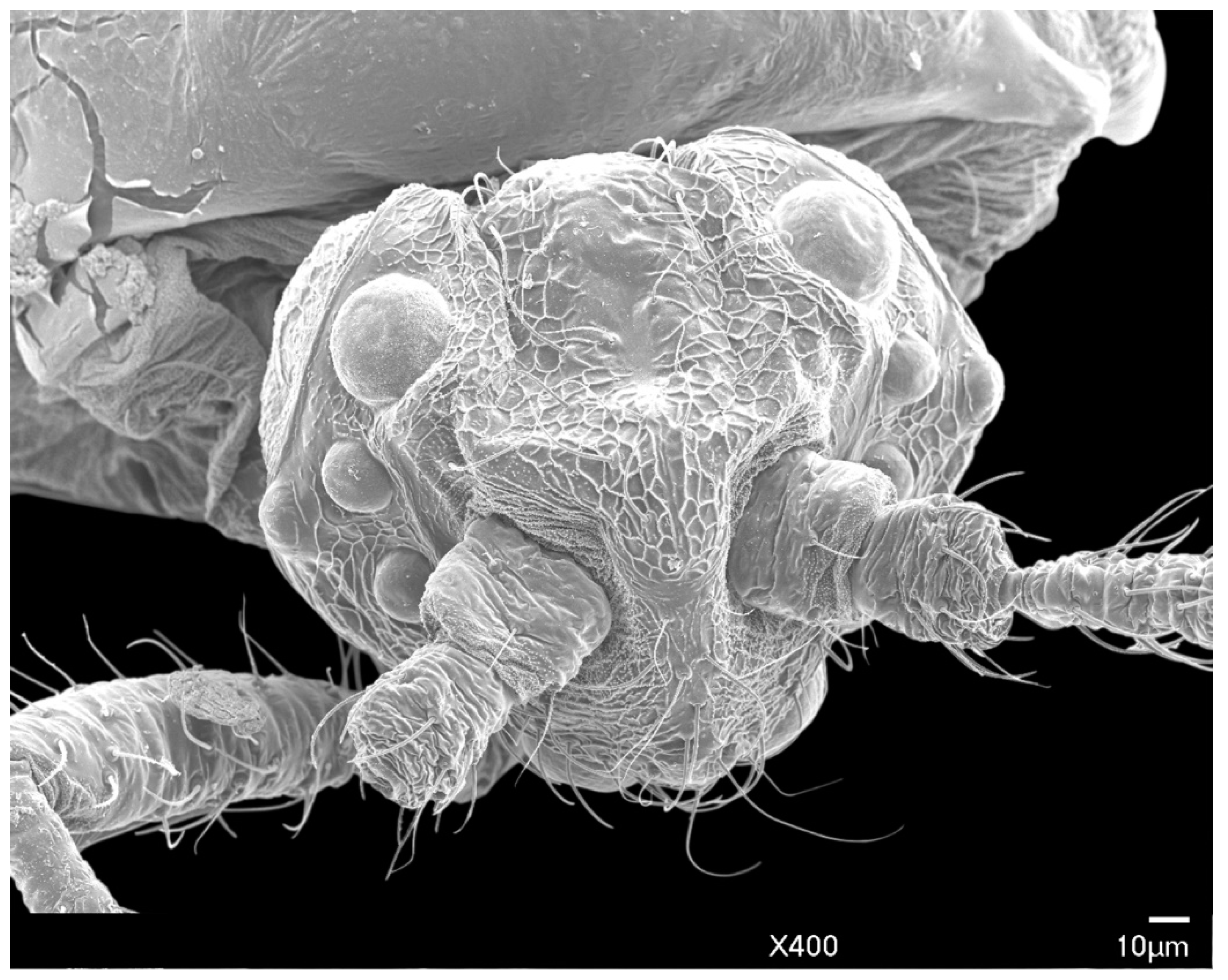 Insects 10 00250 g004 Insects 10 00250 g004