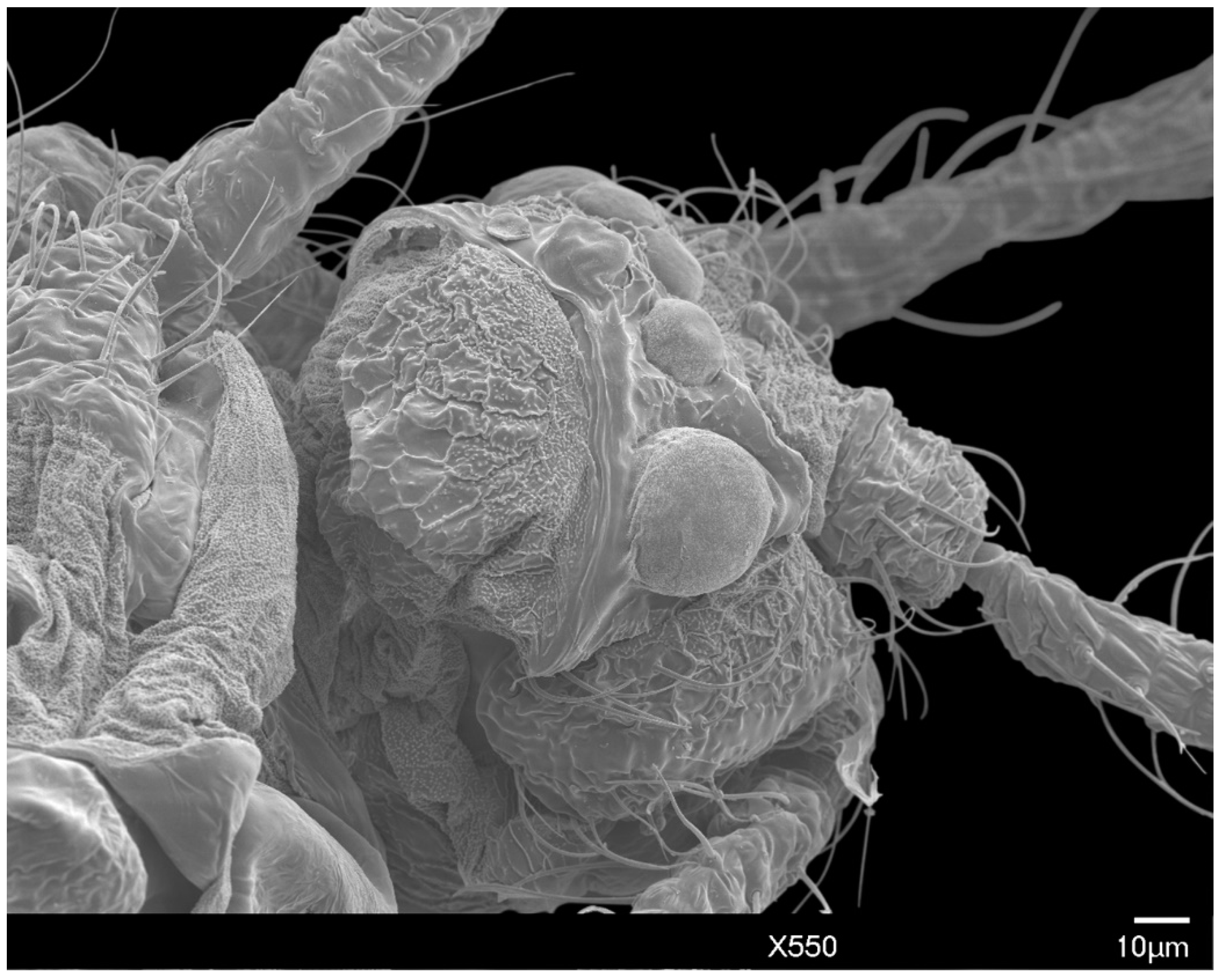 Insects 10 00250 g005 Insects 10 00250 g005