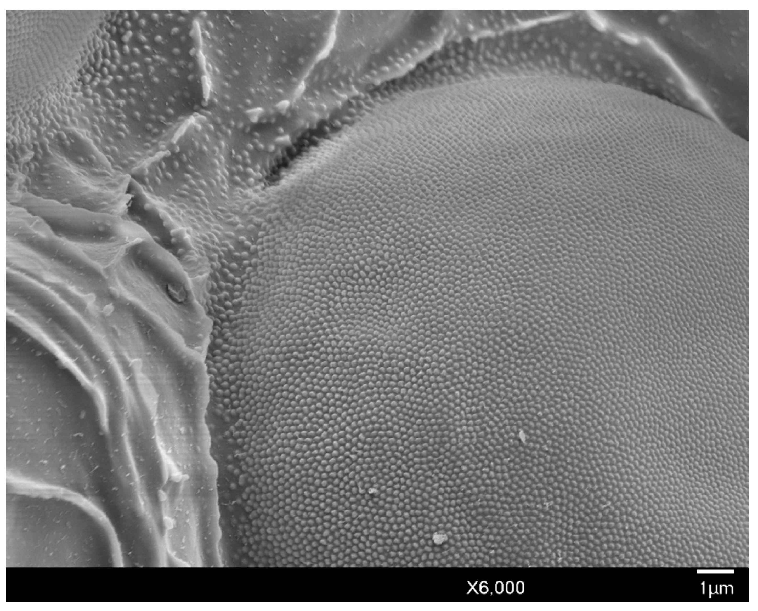 Insects 10 00250 g006 Insects 10 00250 g006