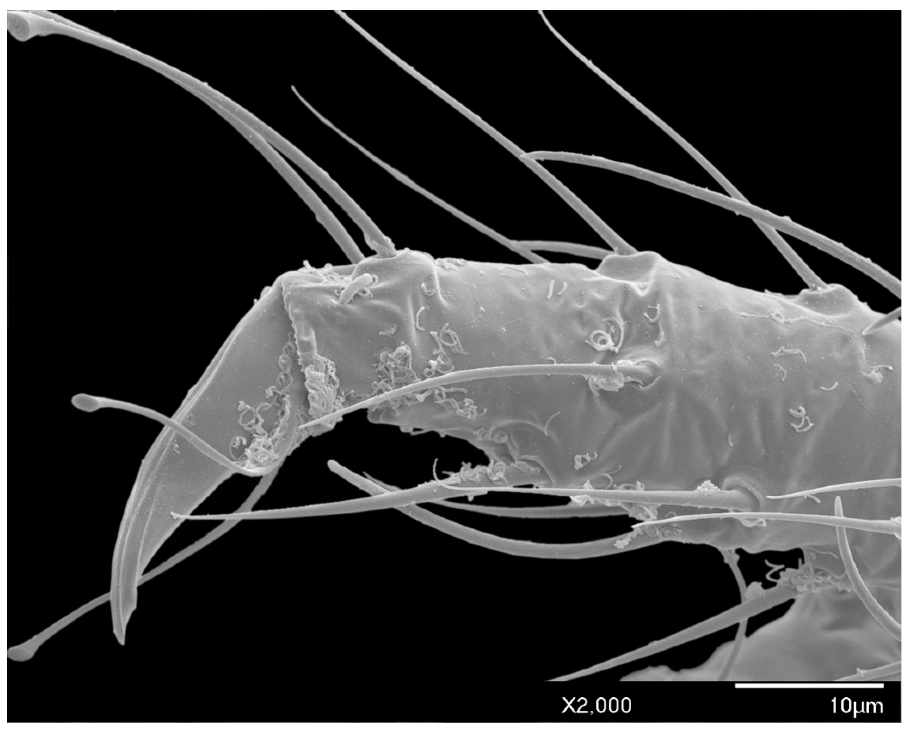 Insects 10 00250 g007 Insects 10 00250 g007