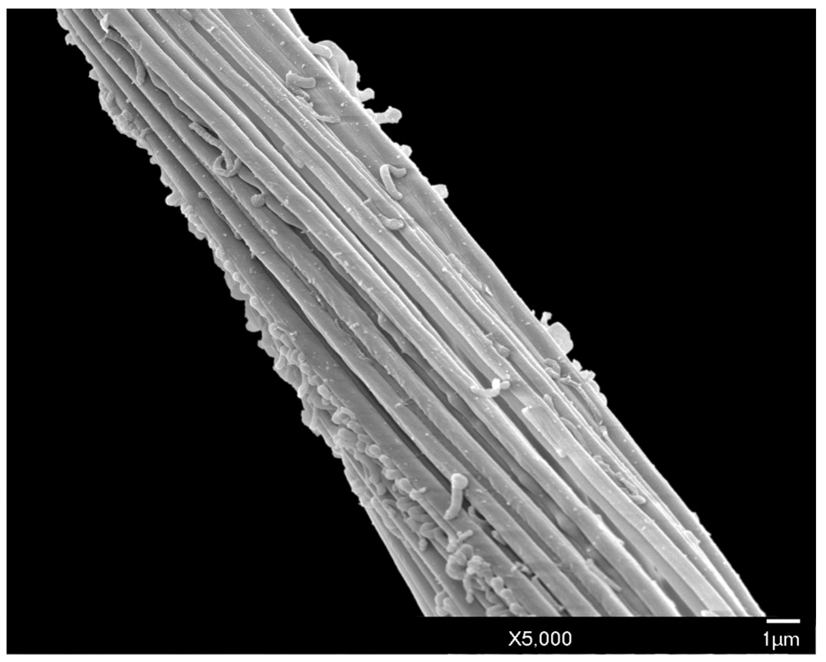 Insects 10 00250 g008 Insects 10 00250 g008